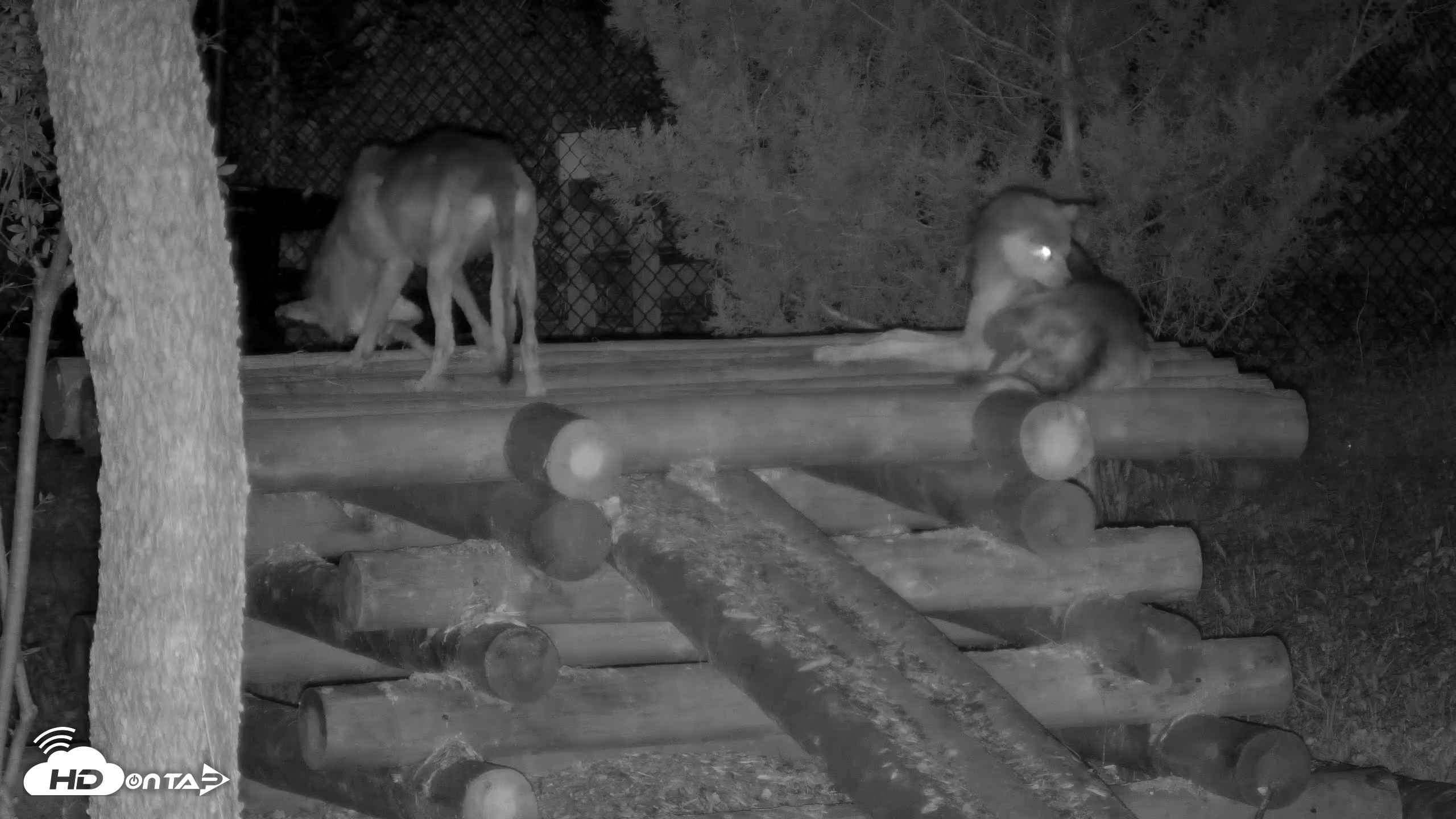 Snapshot of Red Wolves Live Webcam at the Wolf Conservation Center taken Aug 11, 2026, 8:34pm EDT