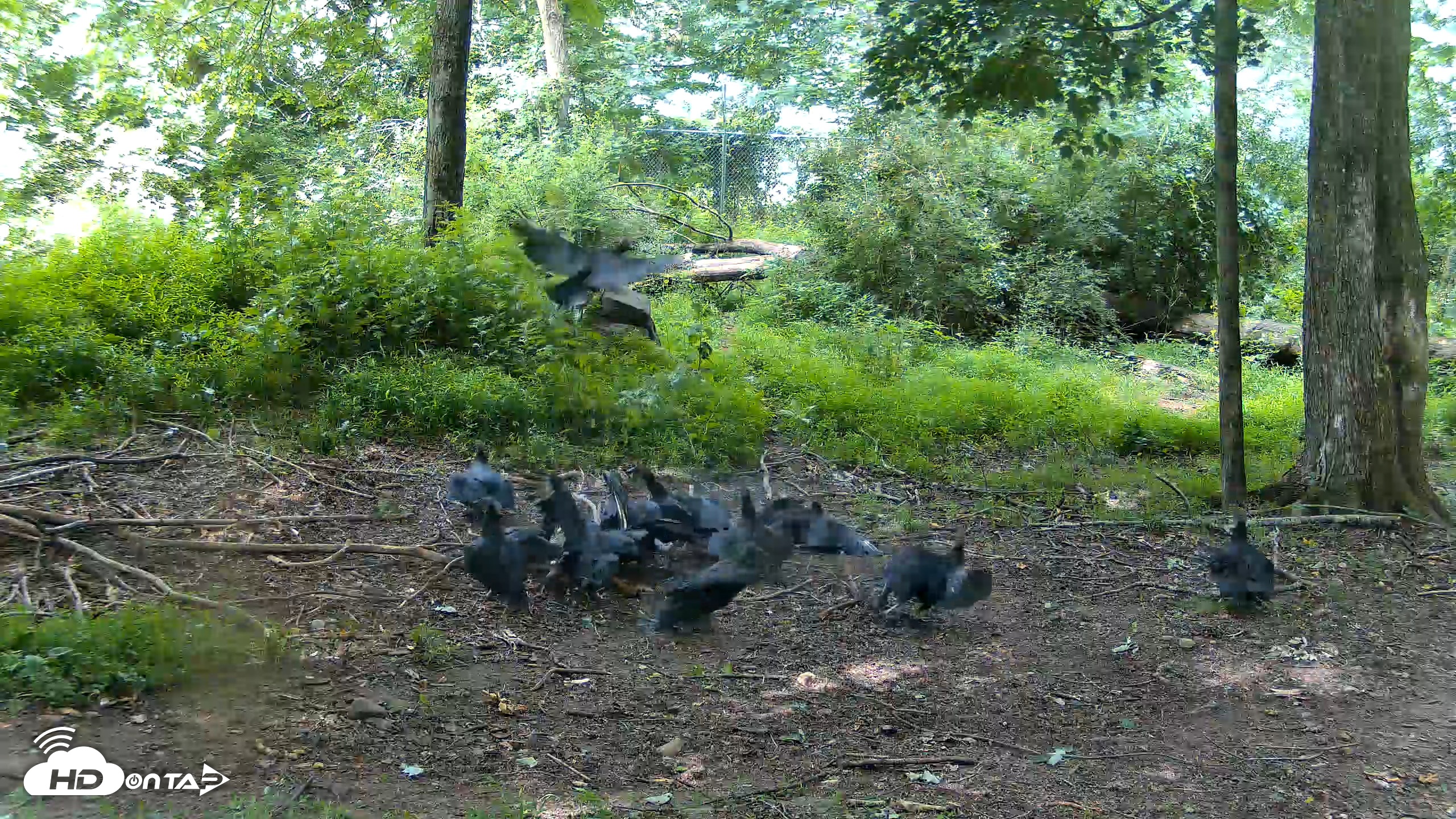 Snapshot of Red Wolves Live Webcam at the Wolf Conservation Center taken Jun 19, 2026, 10:43am EDT