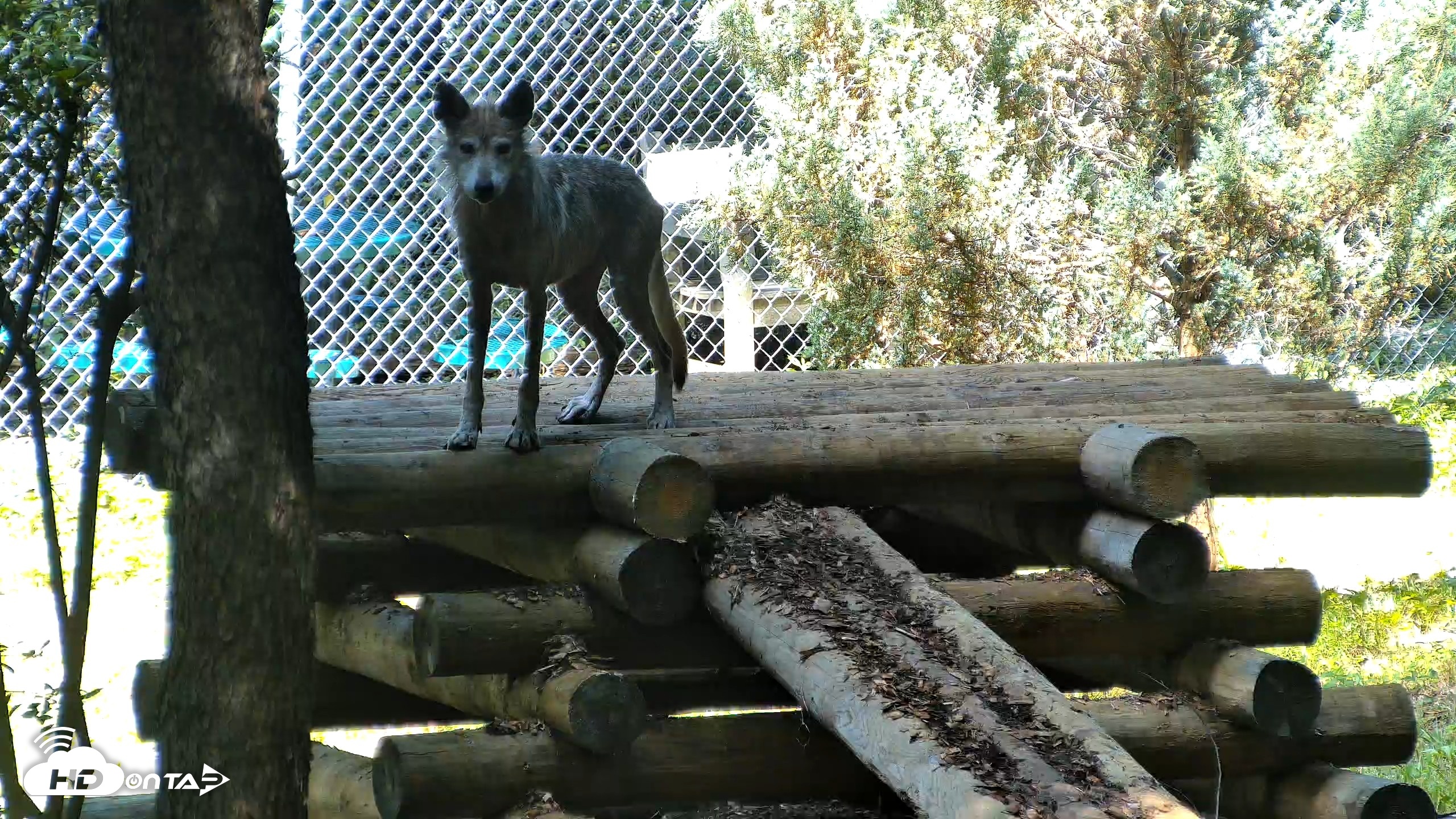 Snapshot of Red Wolves Live Webcam at the Wolf Conservation Center taken Aug 5, 2026, 11:18am EDT