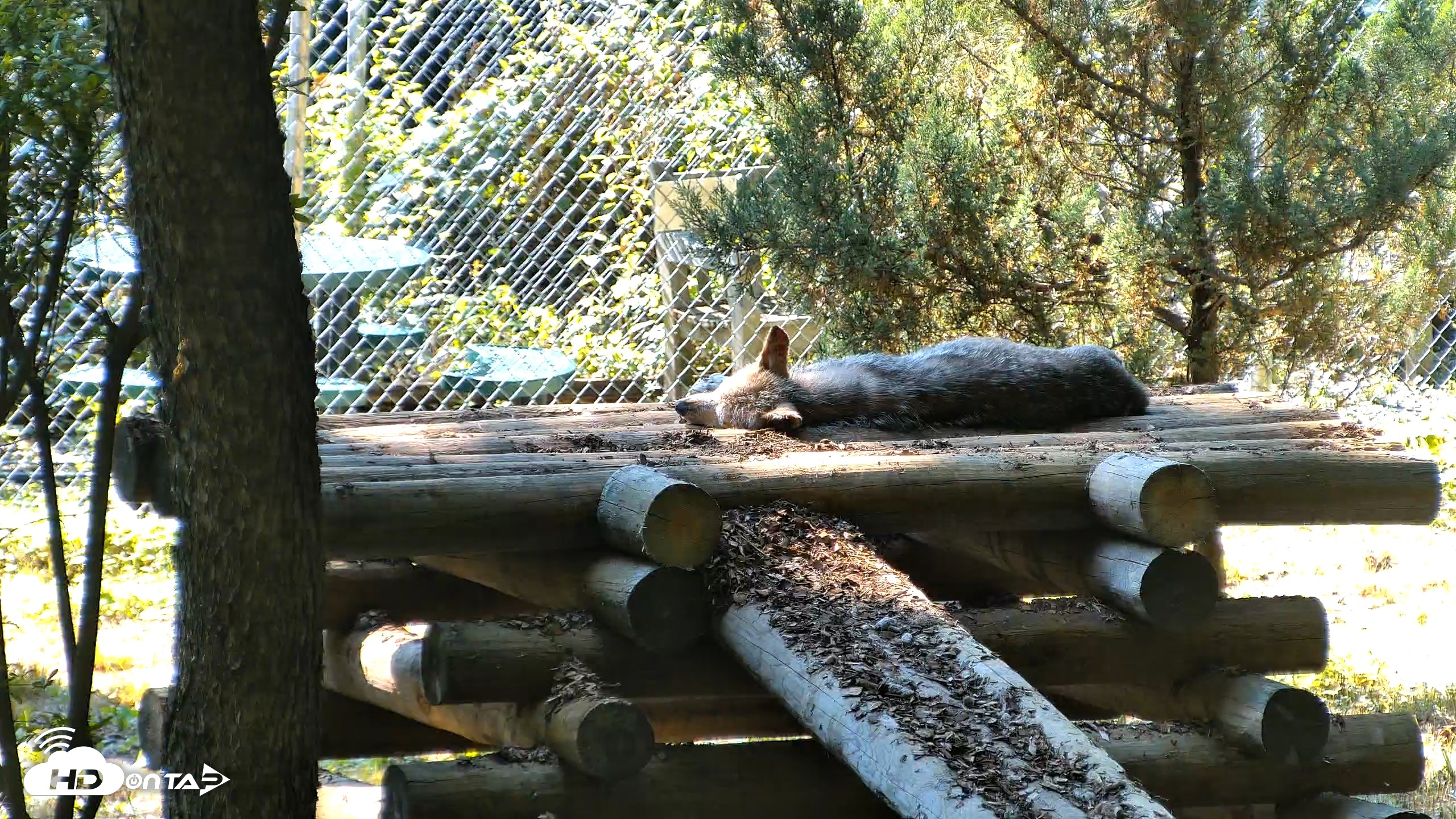 Snapshot of Red Wolves Live Webcam at the Wolf Conservation Center taken Jul 25, 2026, 4:36pm EDT