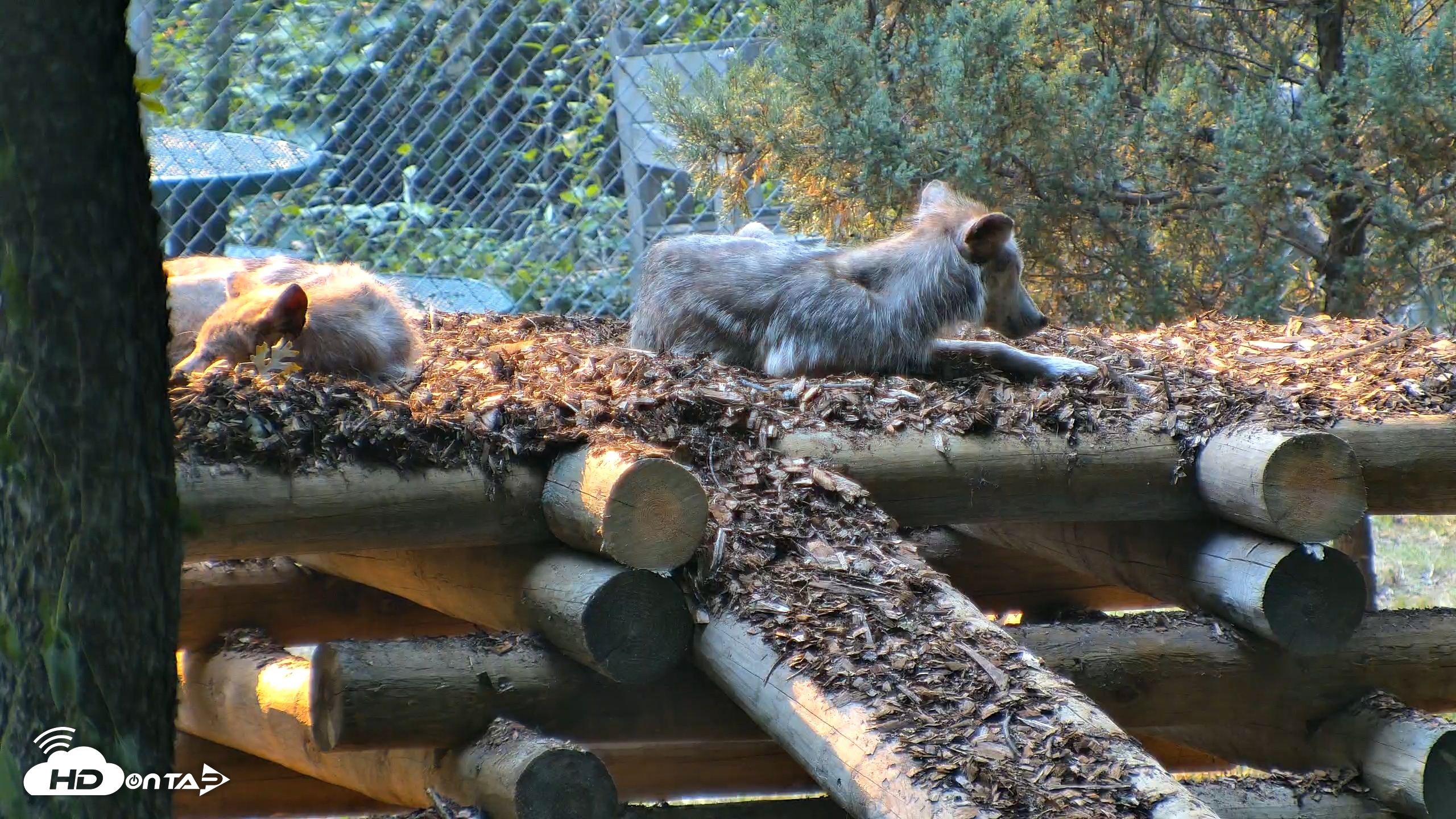 Snapshot of Red Wolves Live Webcam at the Wolf Conservation Center taken Jul 16, 2026, 5:56pm EDT