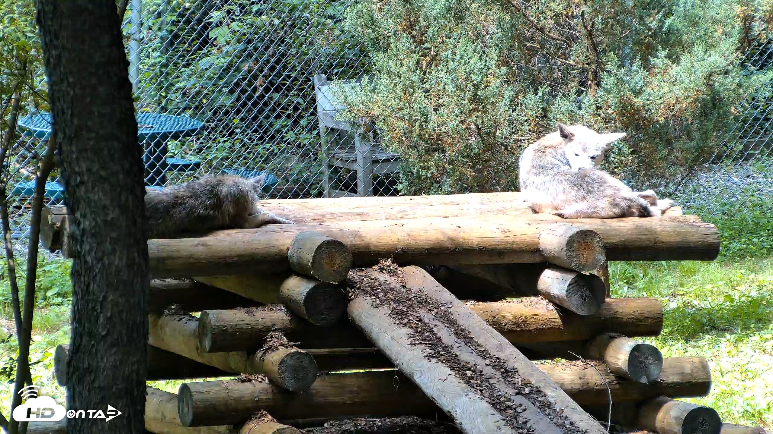 Snapshot of Red Wolves Live Webcam at the Wolf Conservation Center taken Aug 10, 2026, 12:29pm EDT