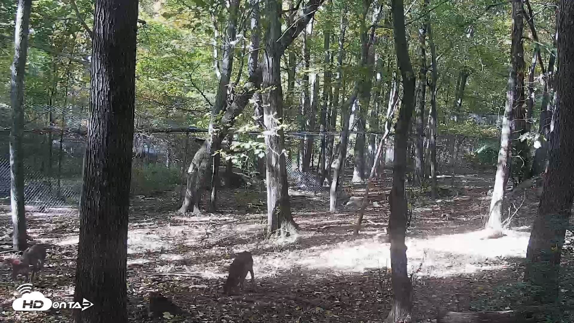 Snapshot of Red Wolves Live Webcam at the Wolf Conservation Center taken Oct 21, 2026, 2:11pm EDT