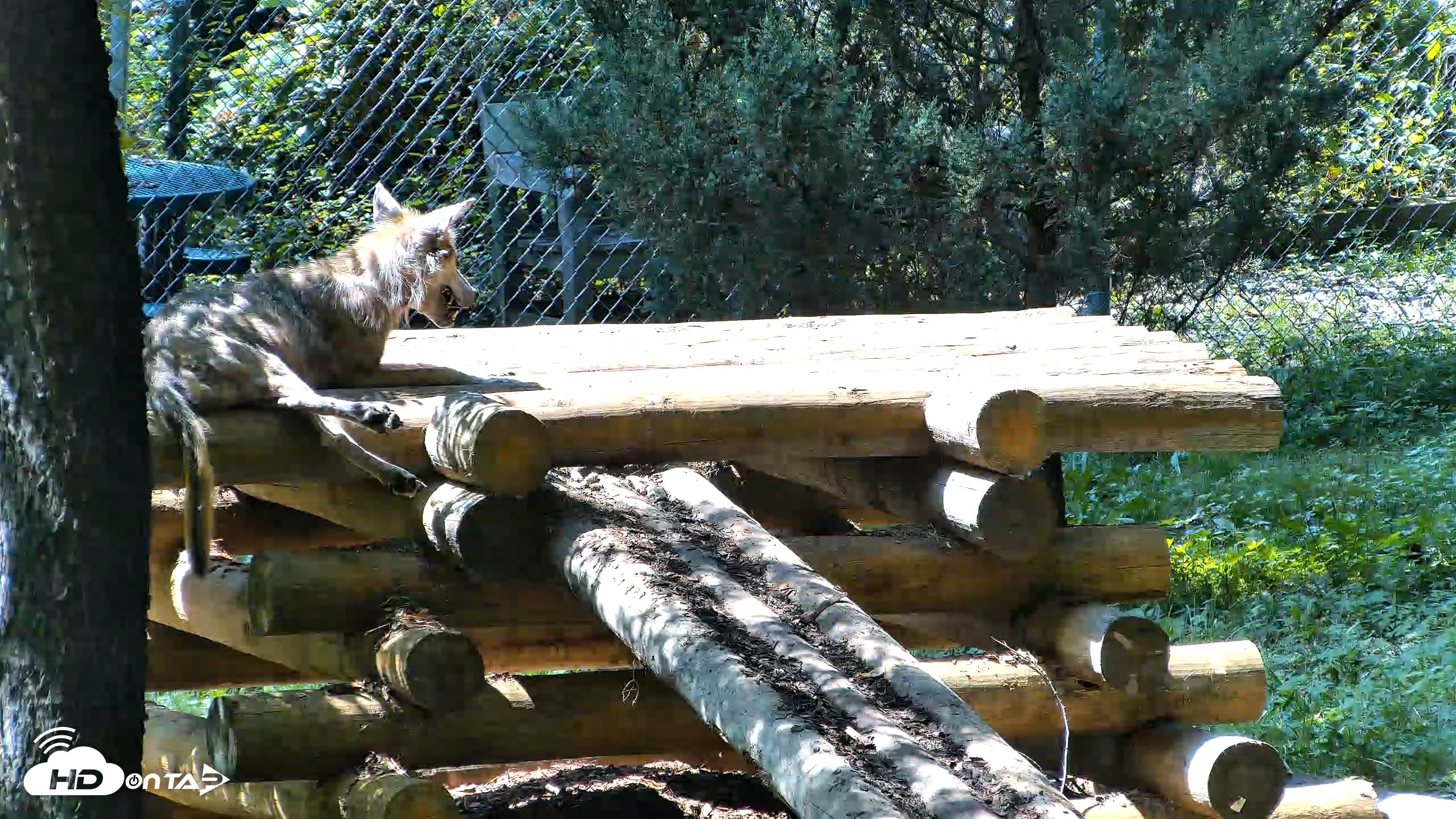 Snapshot of Red Wolves Live Webcam at the Wolf Conservation Center taken Aug 14, 2026, 2:47pm EDT