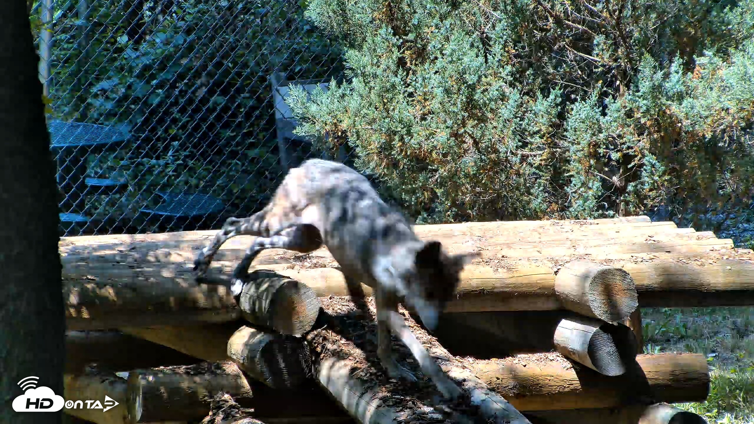 Snapshot of Red Wolves Live Webcam at the Wolf Conservation Center taken Jul 27, 2026, 12:43pm EDT