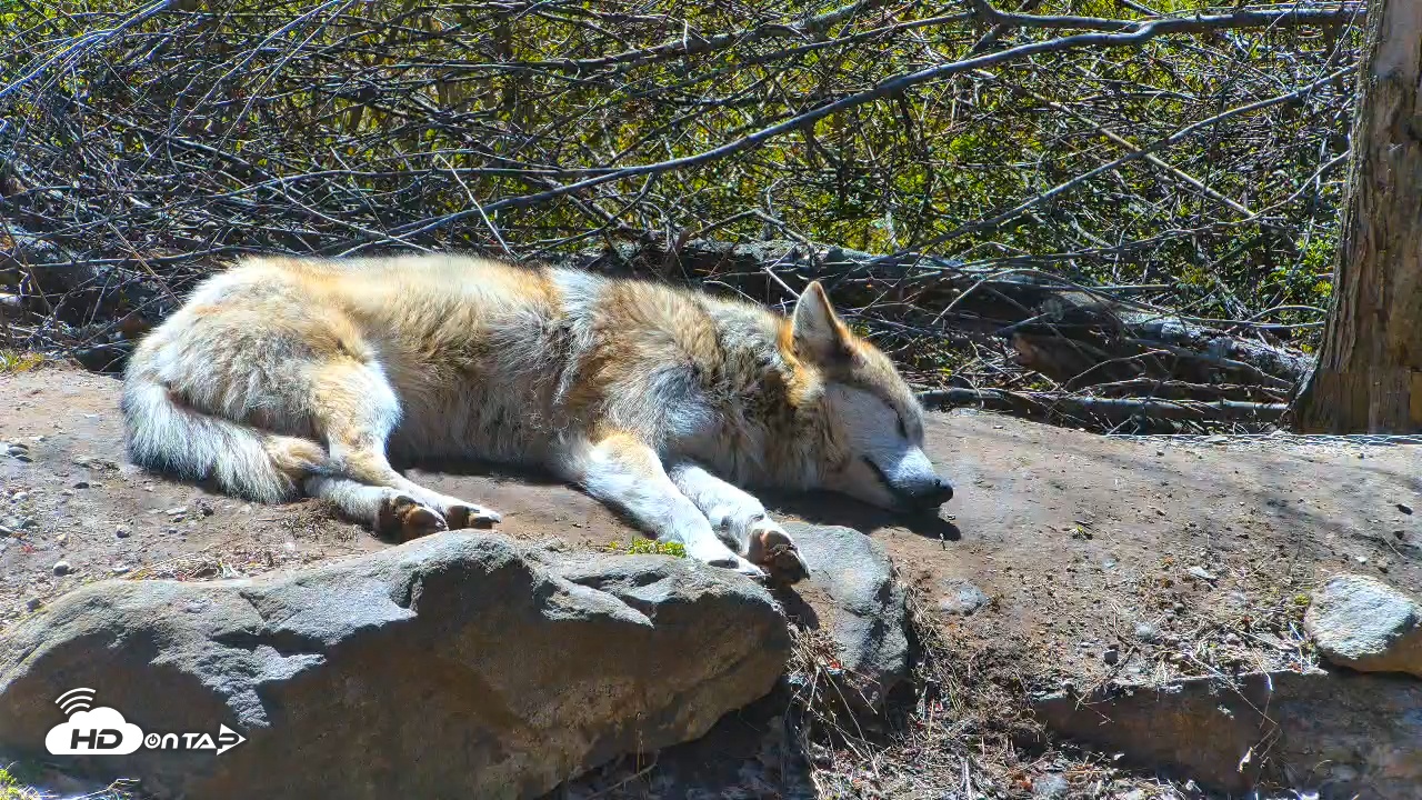 Snapshot of Wolf Center - Exhibit Red Wolves taken Apr 17, 2025, 2:38pm EDT