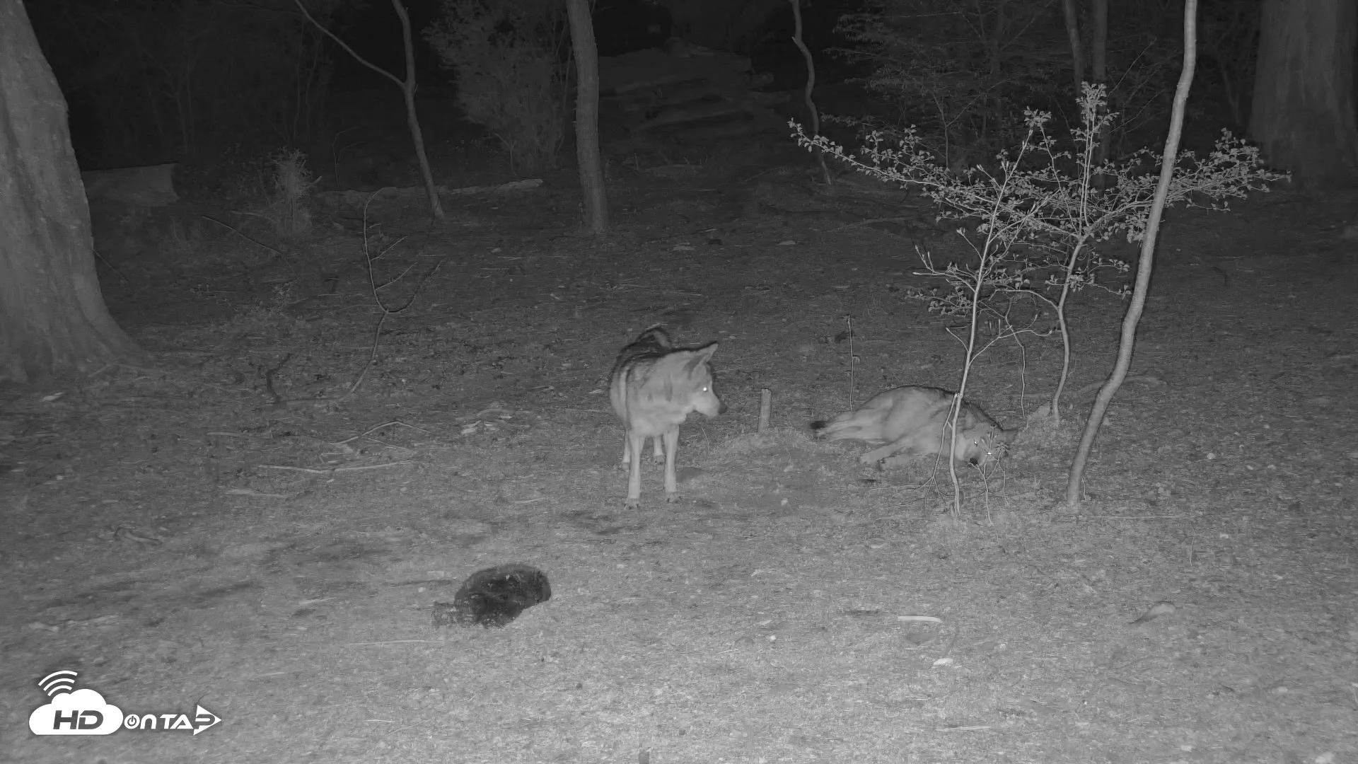 Snapshot of Wolf Center - Exhibit Red Wolves taken Apr 26, 2025, 12:06am EDT