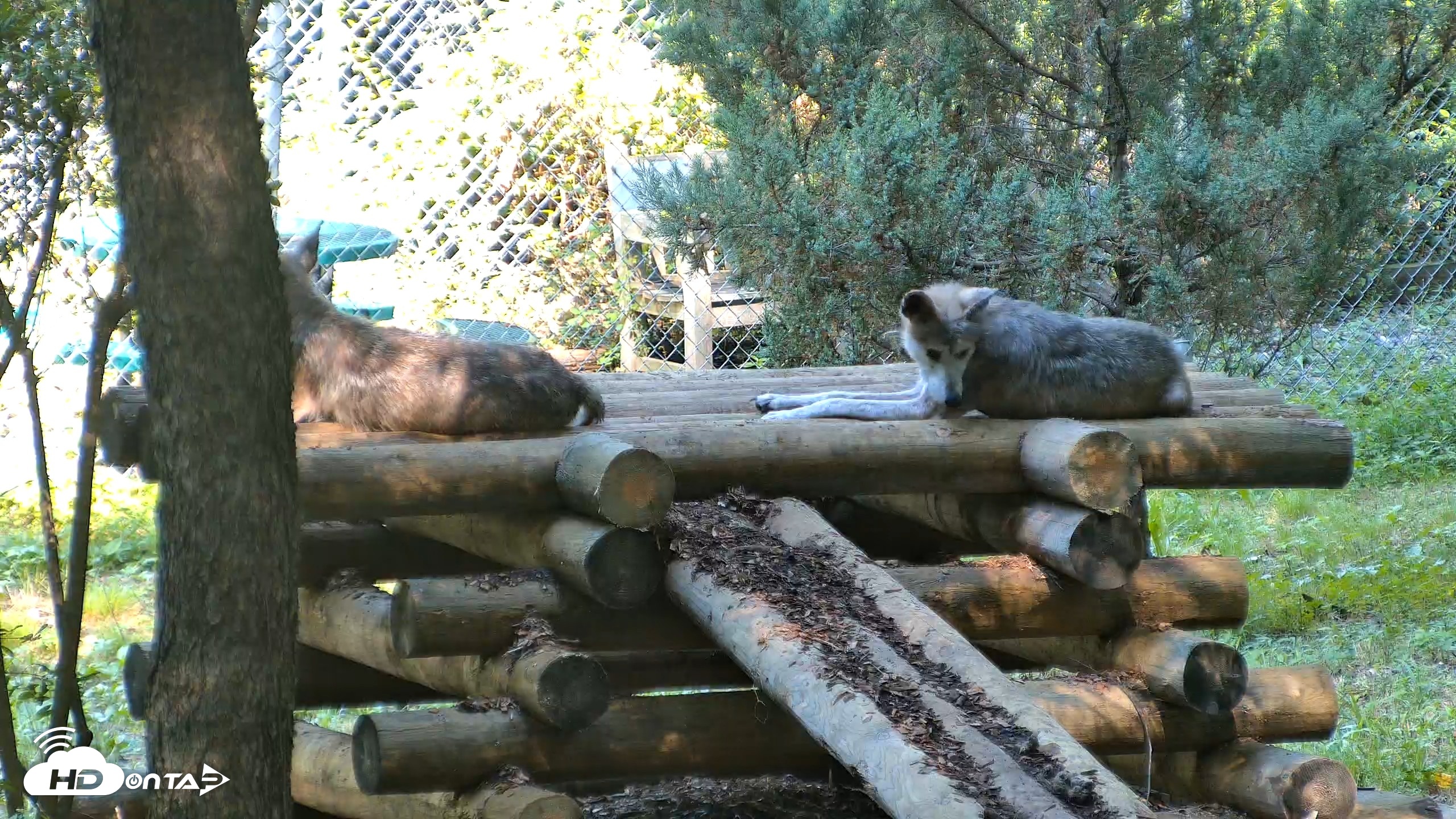 Snapshot of Red Wolves Live Webcam at the Wolf Conservation Center taken Aug 7, 2026, 10:30am EDT
