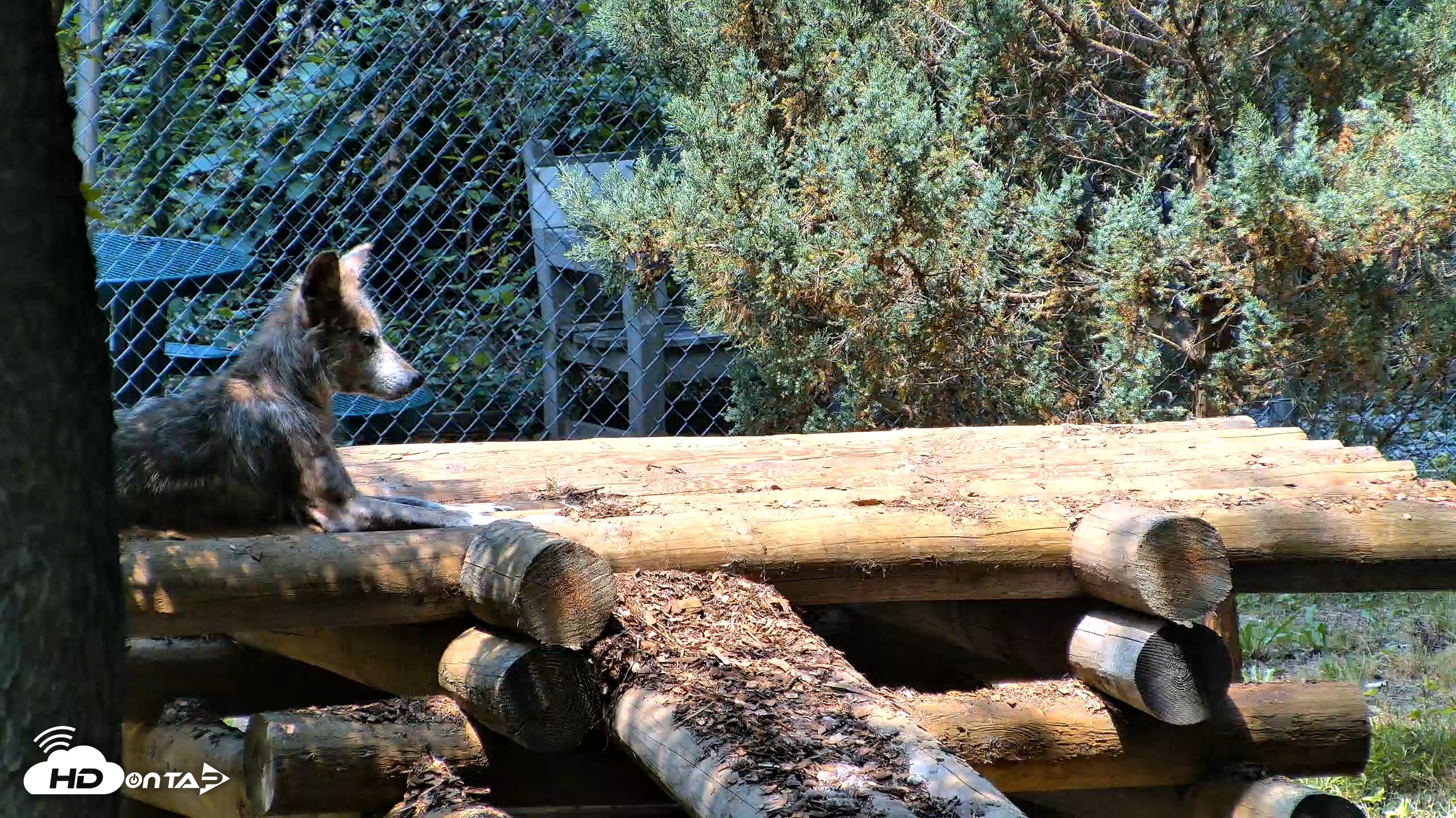 Snapshot of Red Wolves Live Webcam at the Wolf Conservation Center taken Jul 27, 2026, 12:43pm EDT