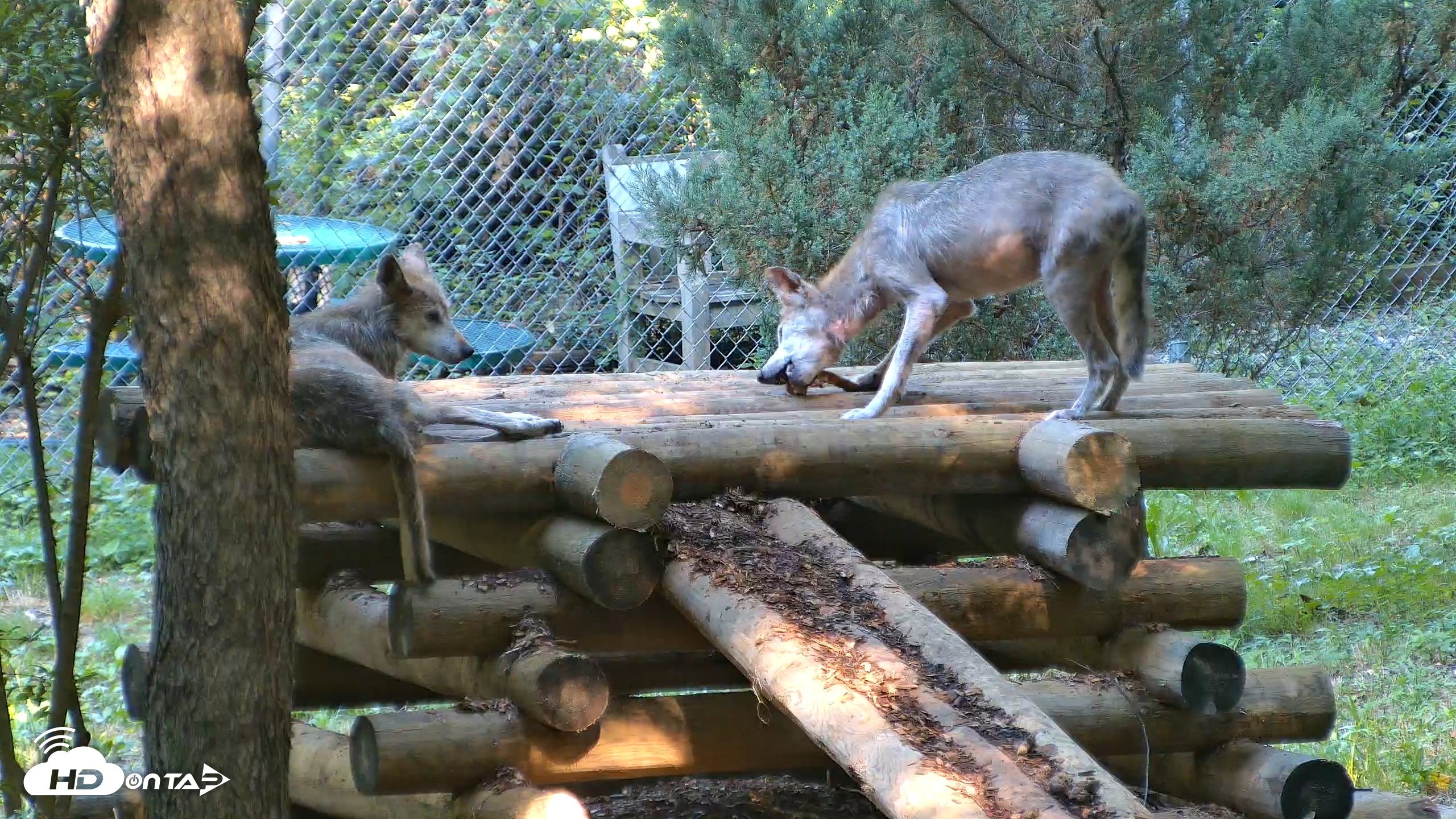 Snapshot of Red Wolves Live Webcam at the Wolf Conservation Center taken Aug 7, 2026, 9:56am EDT