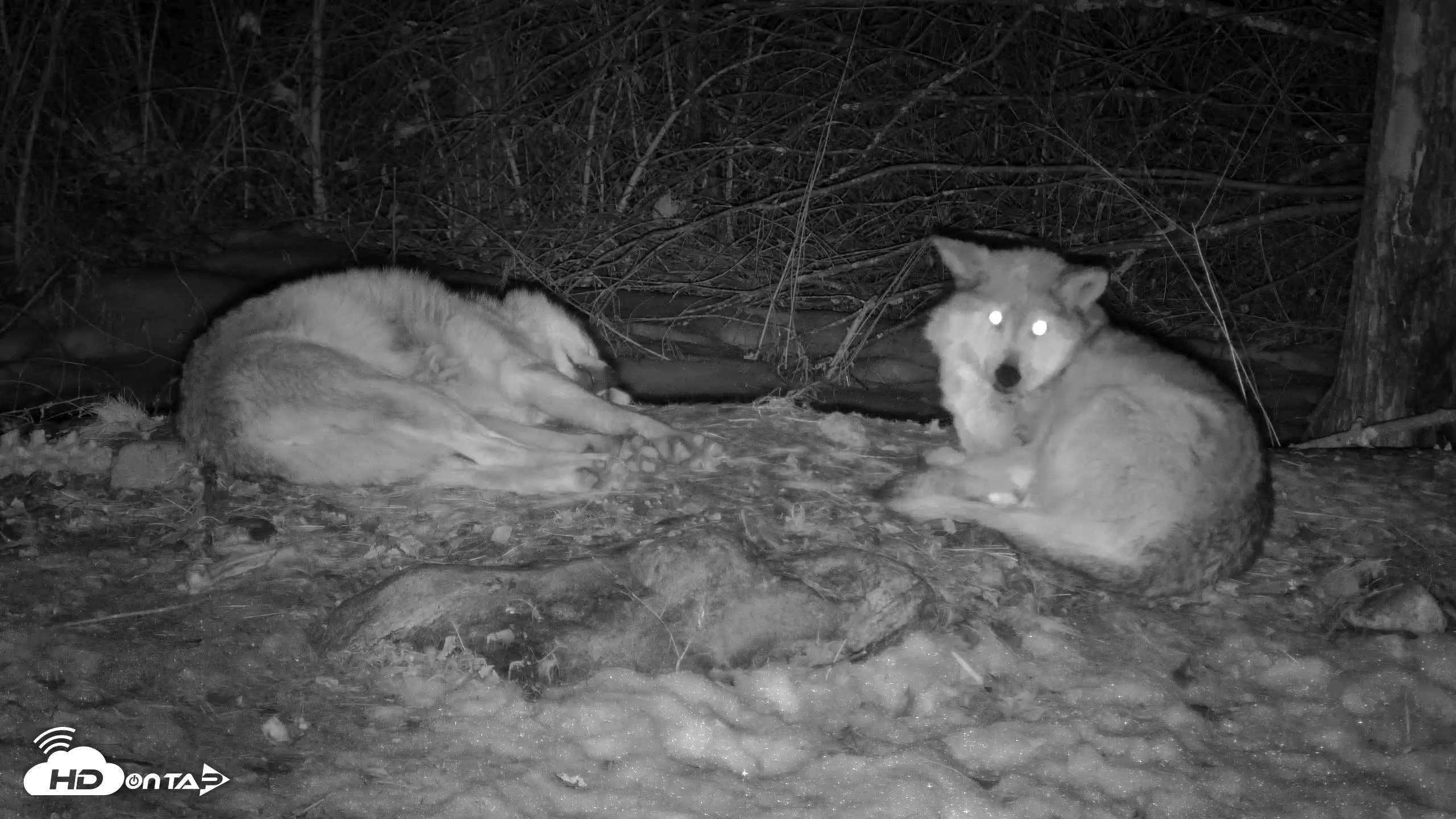 Snapshot of Red Wolves Live Webcam at the Wolf Conservation Center taken Mar 7, 2026, 12:21am EST