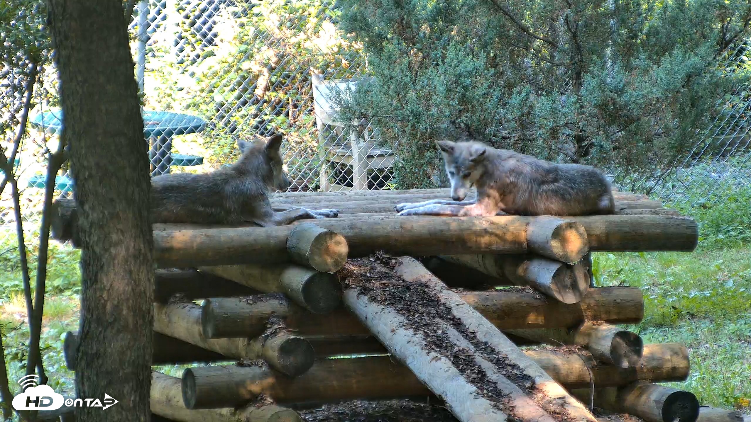 Snapshot of Red Wolves Live Webcam at the Wolf Conservation Center taken Aug 7, 2026, 10:26am EDT