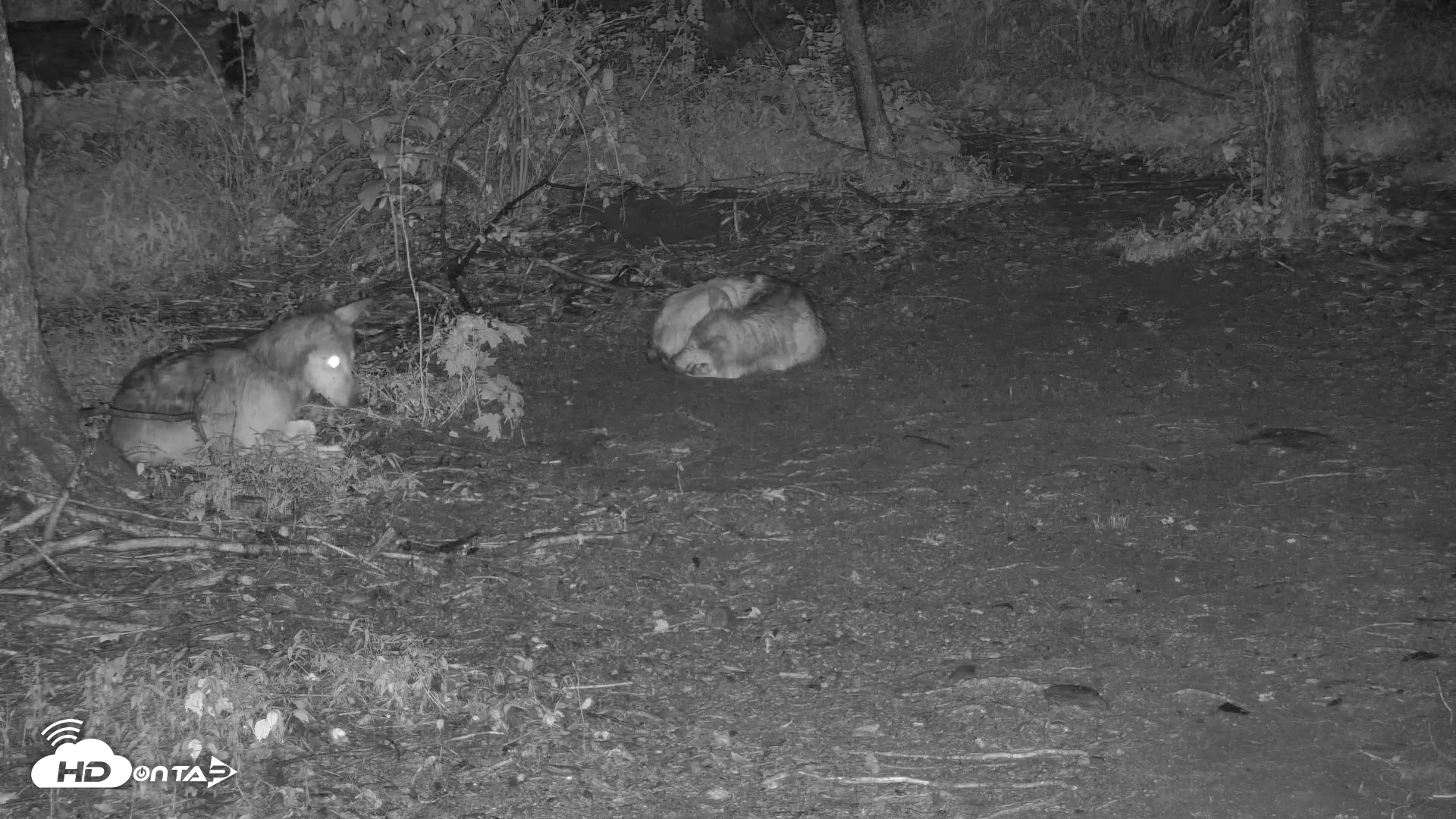 Snapshot of Red Wolves Live Webcam at the Wolf Conservation Center taken Jul 14, 2025, 10:31pm EDT