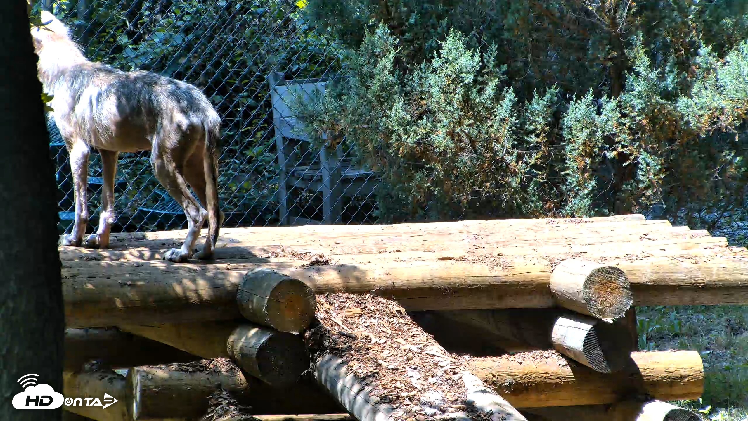 Snapshot of Red Wolves Live Webcam at the Wolf Conservation Center taken Jul 27, 2026, 1:14pm EDT