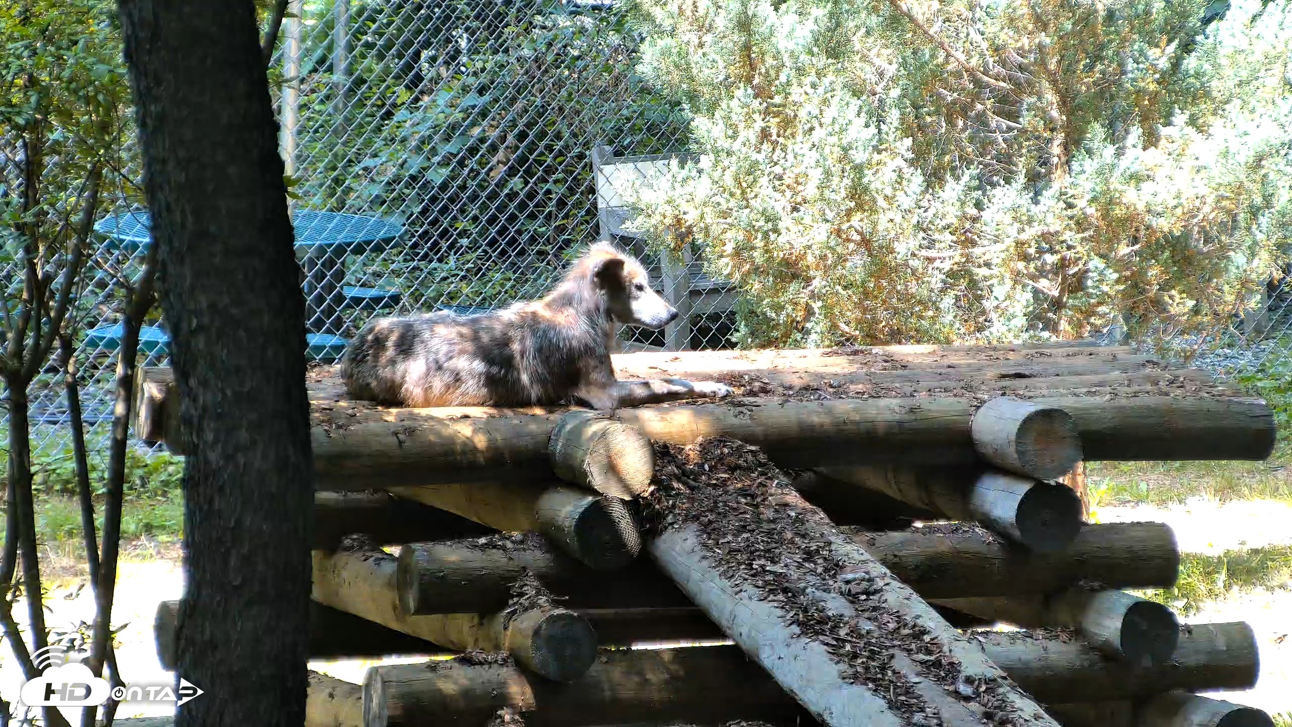 Snapshot of Red Wolves Live Webcam at the Wolf Conservation Center taken Jul 24, 2026, 12:07pm EDT