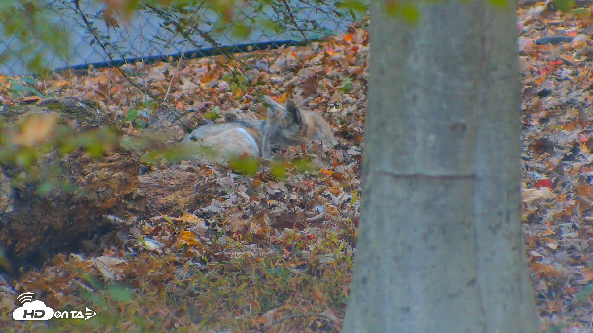 Snapshot of Red Wolves Live Webcam at the Wolf Conservation Center taken Oct 28, 2025, 7:27am EDT