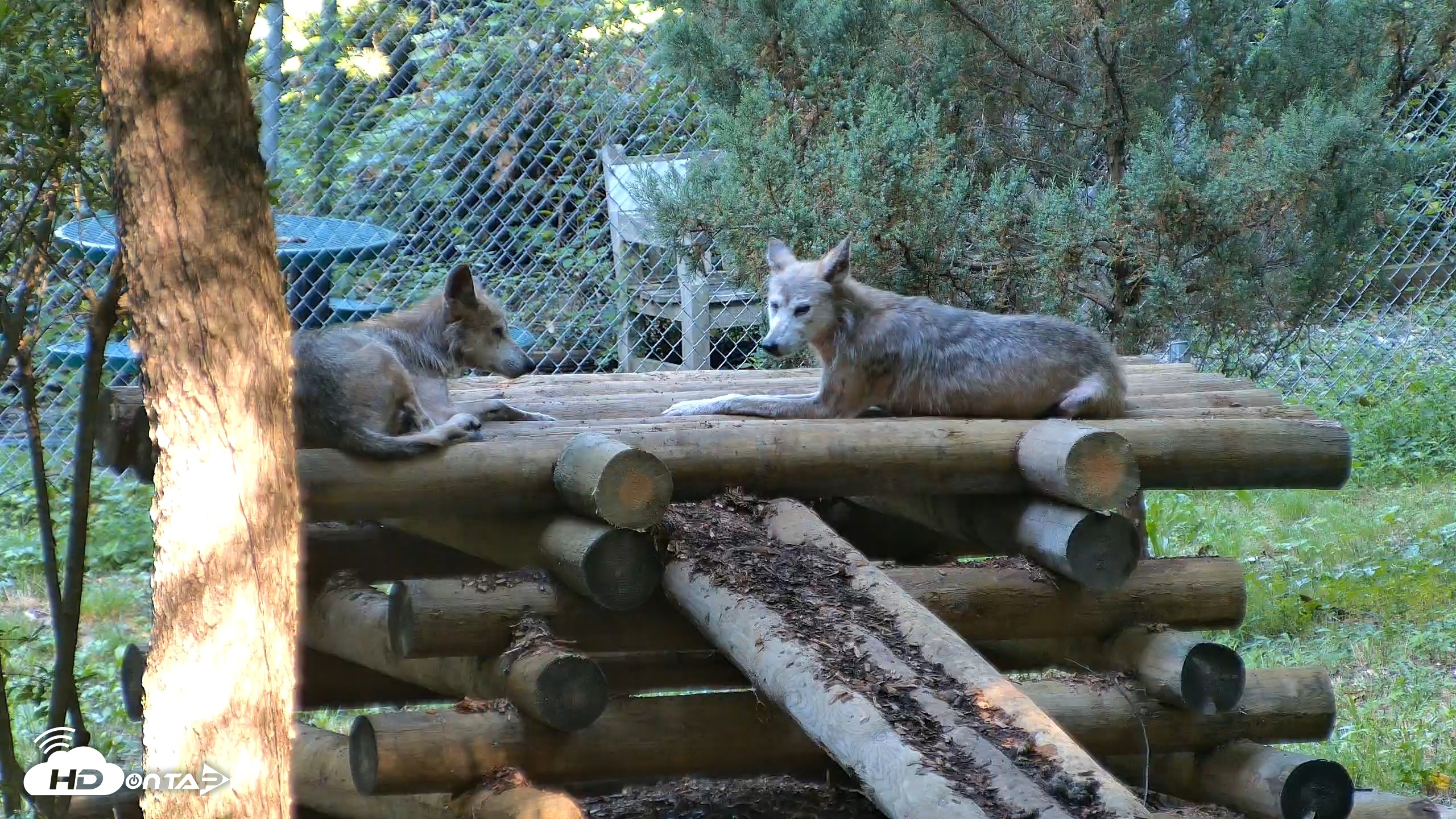 Snapshot of Red Wolves Live Webcam at the Wolf Conservation Center taken Aug 7, 2026, 9:38am EDT