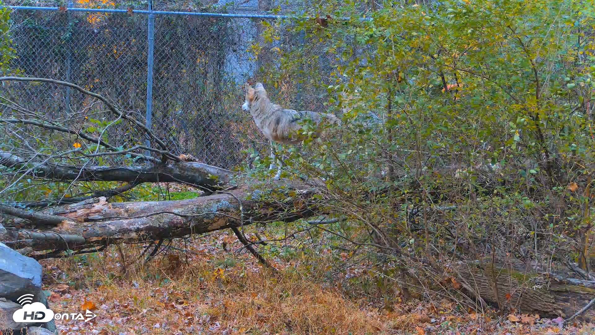 Snapshot of Red Wolves Live Webcam at the Wolf Conservation Center taken Nov 7, 2025, 9:07am EST