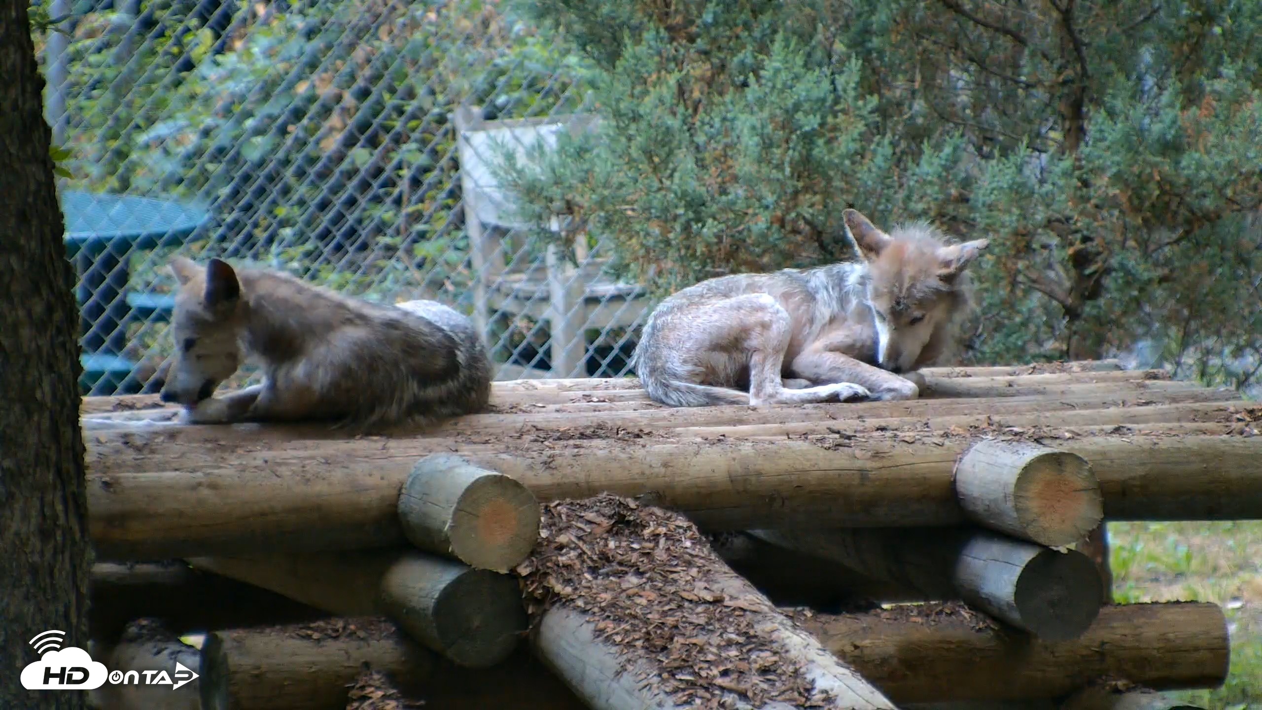 Snapshot of Red Wolves Live Webcam at the Wolf Conservation Center taken Jul 26, 2026, 7:00am EDT