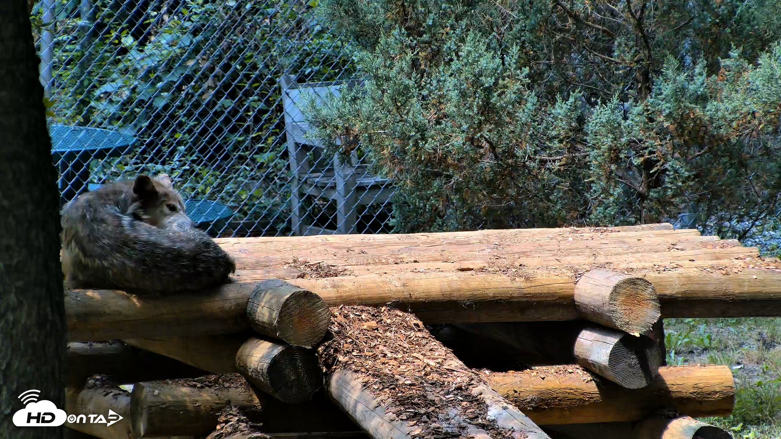 Snapshot of Red Wolves Live Webcam at the Wolf Conservation Center taken Jul 27, 2026, 12:54pm EDT