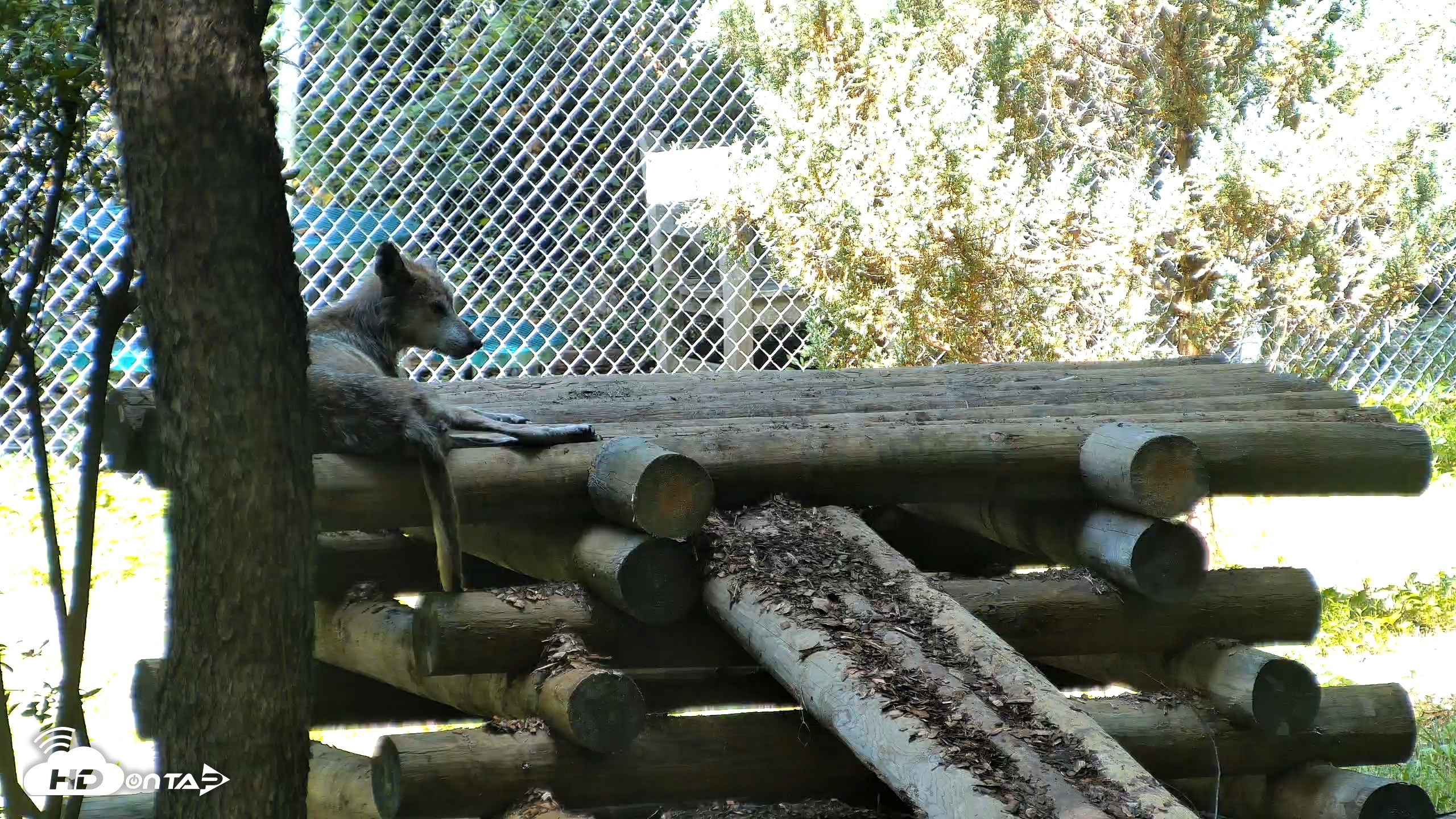 Snapshot of Red Wolves Live Webcam at the Wolf Conservation Center taken Aug 5, 2026, 11:29am EDT