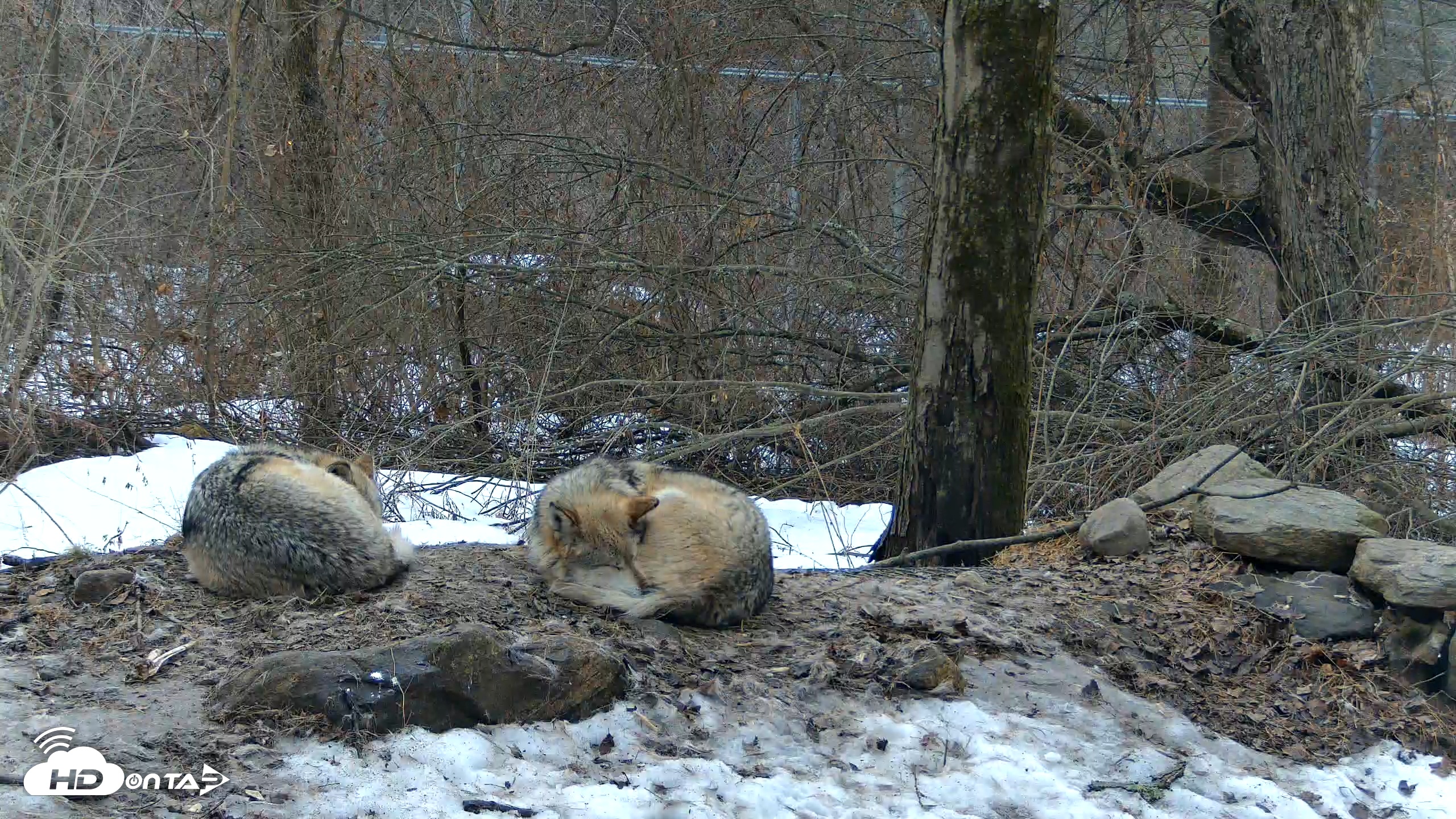 Snapshot of Red Wolves Live Webcam at the Wolf Conservation Center taken Mar 7, 2026, 5:33pm EST