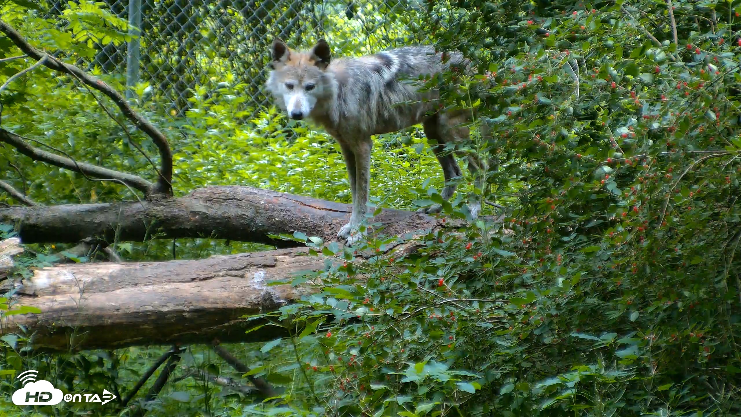Snapshot of Red Wolves Live Webcam at the Wolf Conservation Center taken Jun 22, 2026, 7:33am EDT
