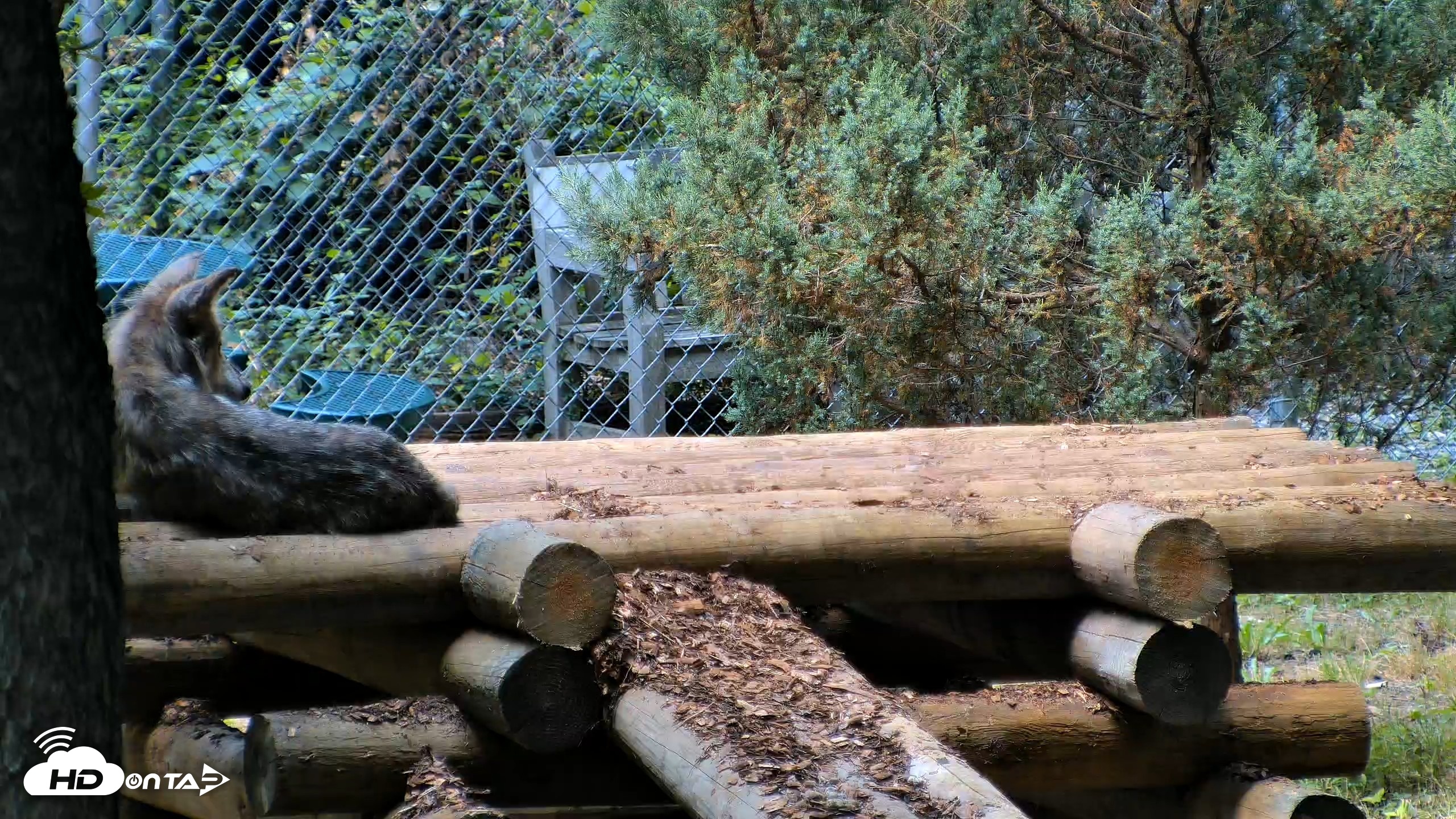 Snapshot of Red Wolves Live Webcam at the Wolf Conservation Center taken Jul 27, 2026, 12:47pm EDT