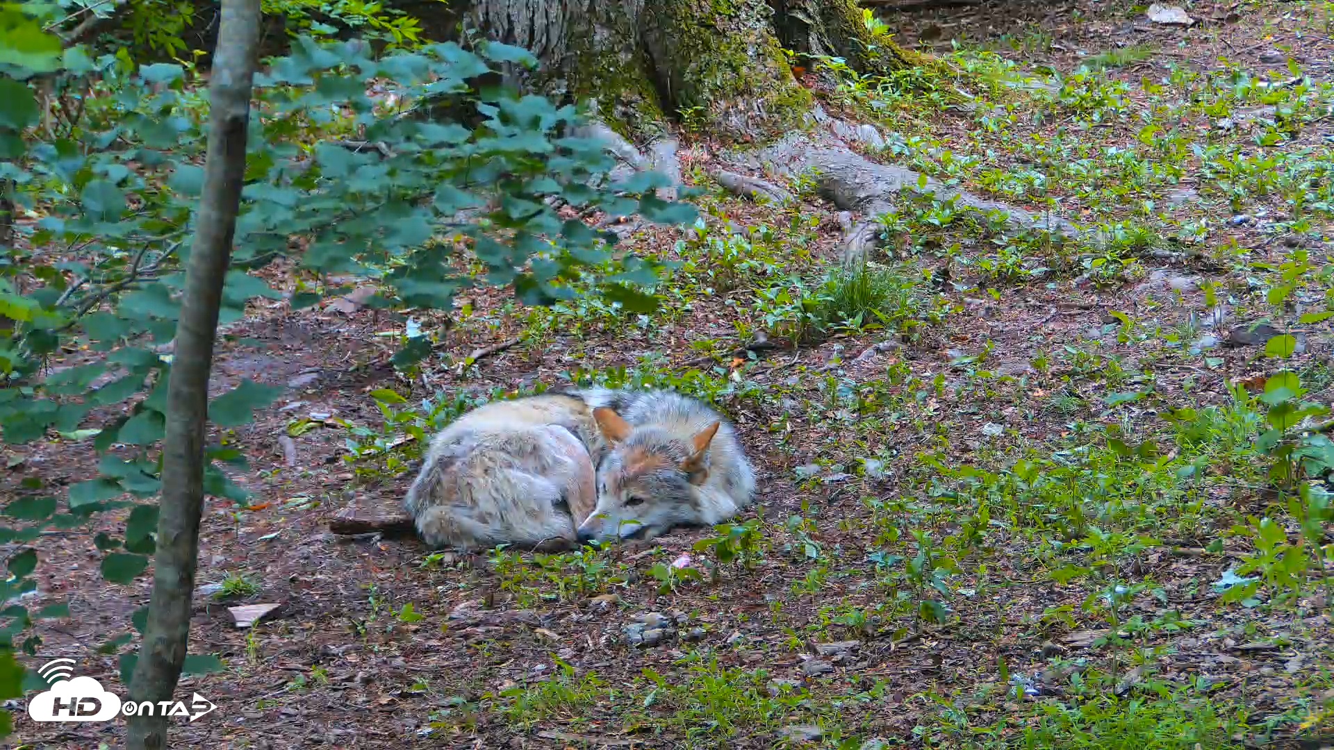 Snapshot of Wolf Center - Exhibit Red Wolves taken Jun 1, 2025, 11:16am EDT