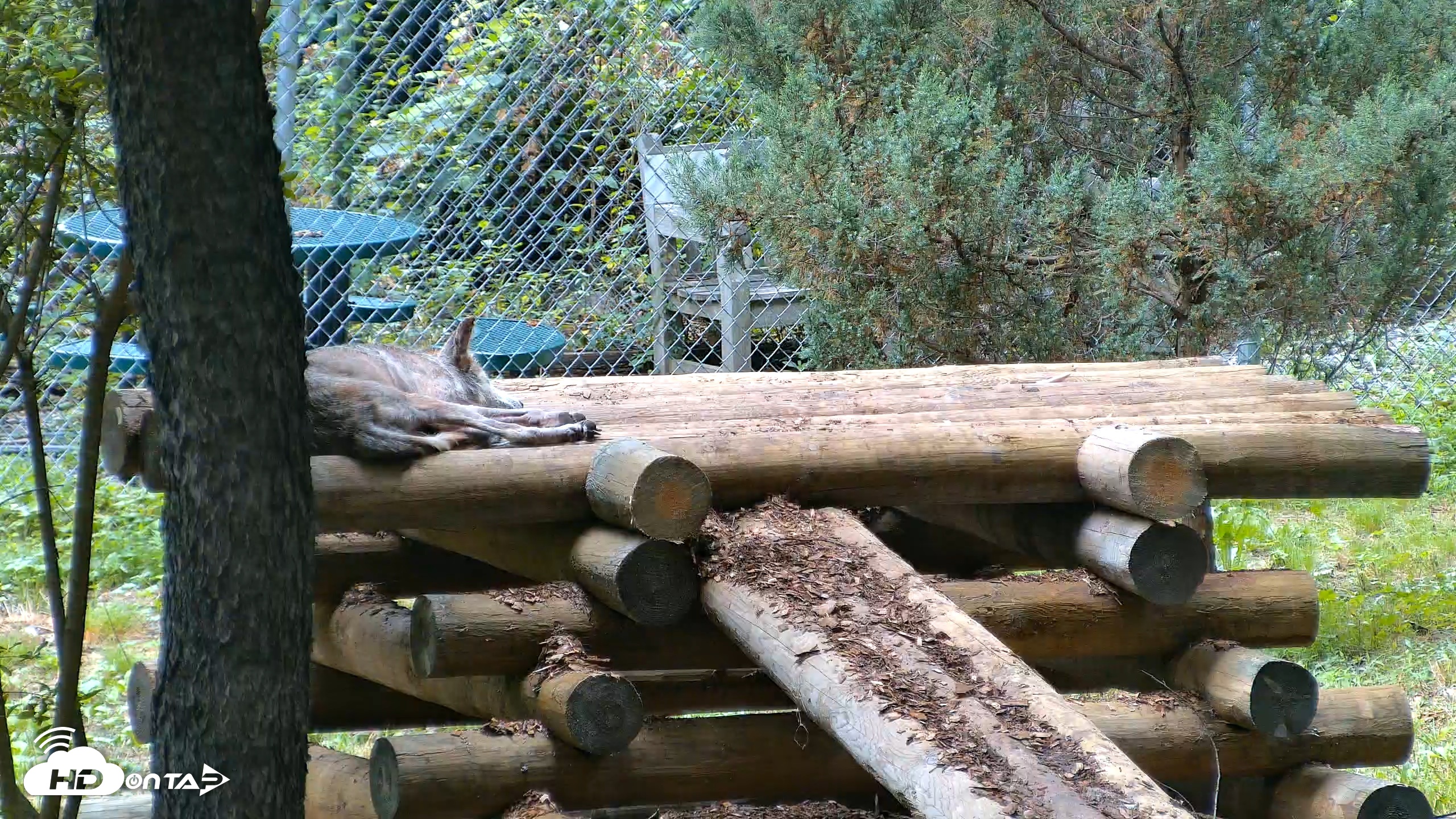 Snapshot of Red Wolves Live Webcam at the Wolf Conservation Center taken Aug 5, 2026, 4:58pm EDT