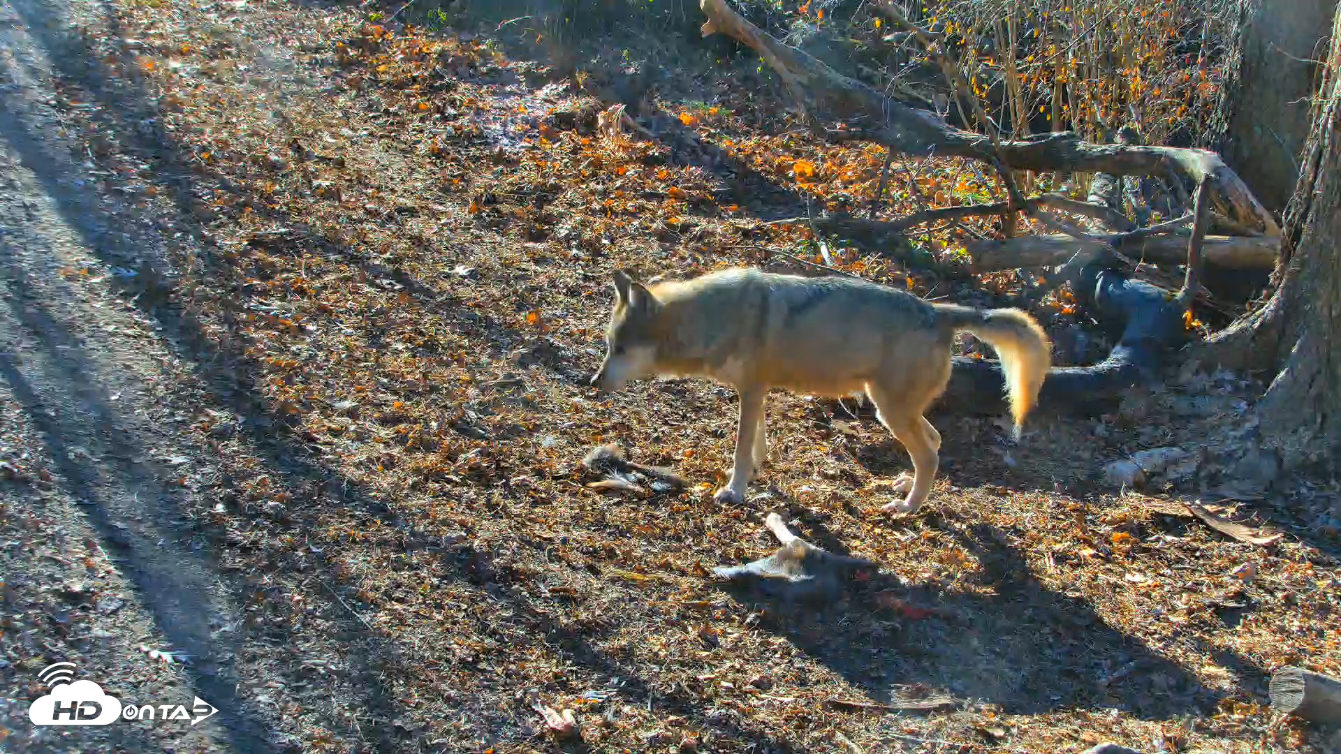Snapshot of Red Wolves Live Webcam at the Wolf Conservation Center taken Dec 9, 2025, 10:30am EST