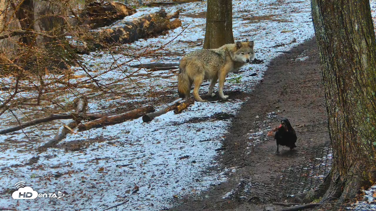 Snapshot of Wolf Center - Exhibit Red Wolves taken Apr 12, 2025, 8:43am EDT