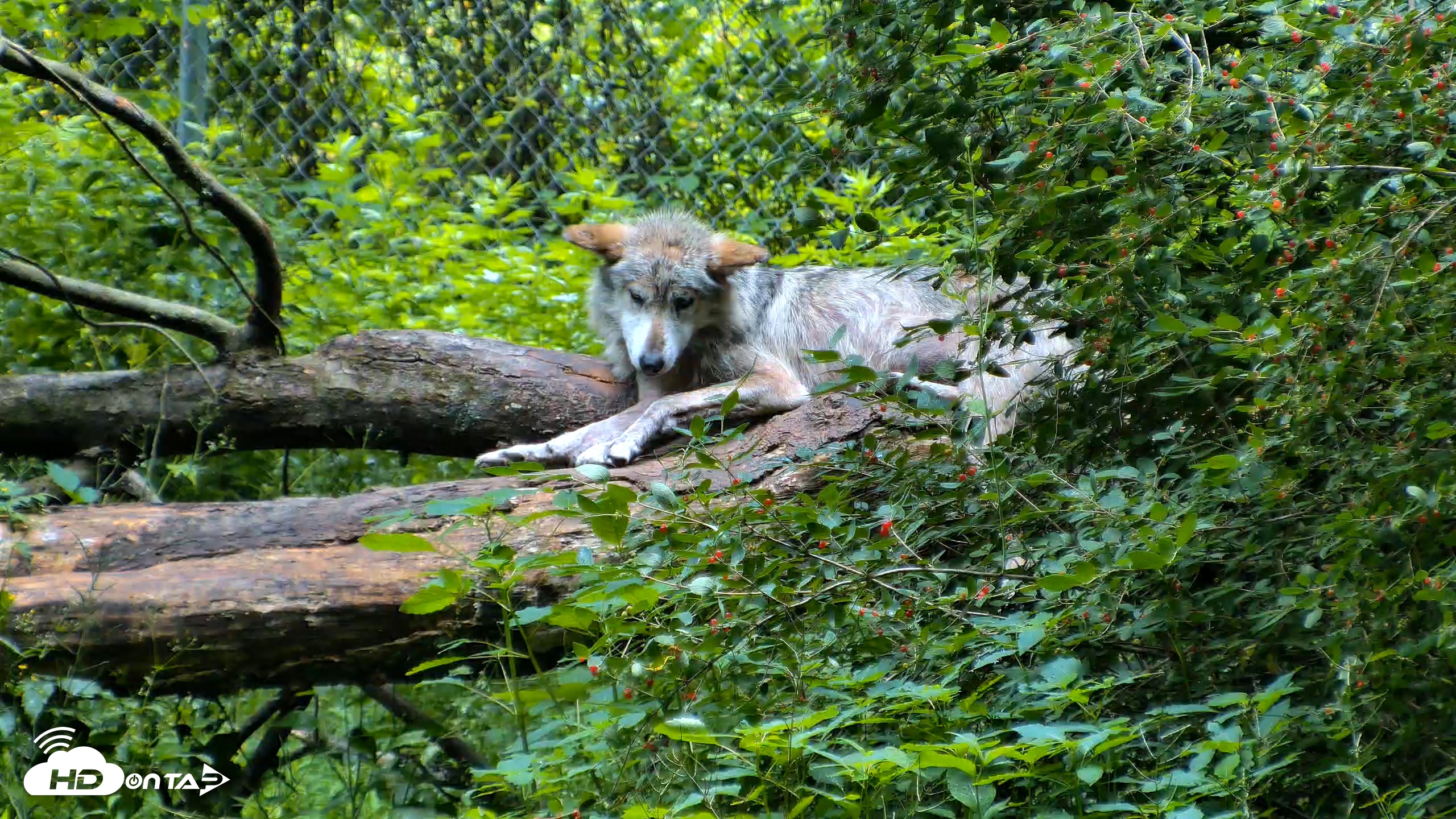 Snapshot of Red Wolves Live Webcam at the Wolf Conservation Center taken Jun 18, 2026, 10:24am EDT