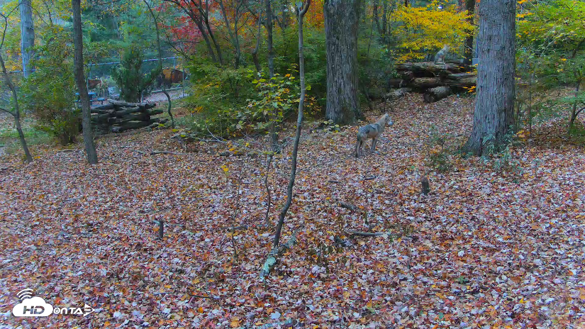 Snapshot of Red Wolves Live Webcam at the Wolf Conservation Center taken Oct 29, 2025, 10:11am EDT