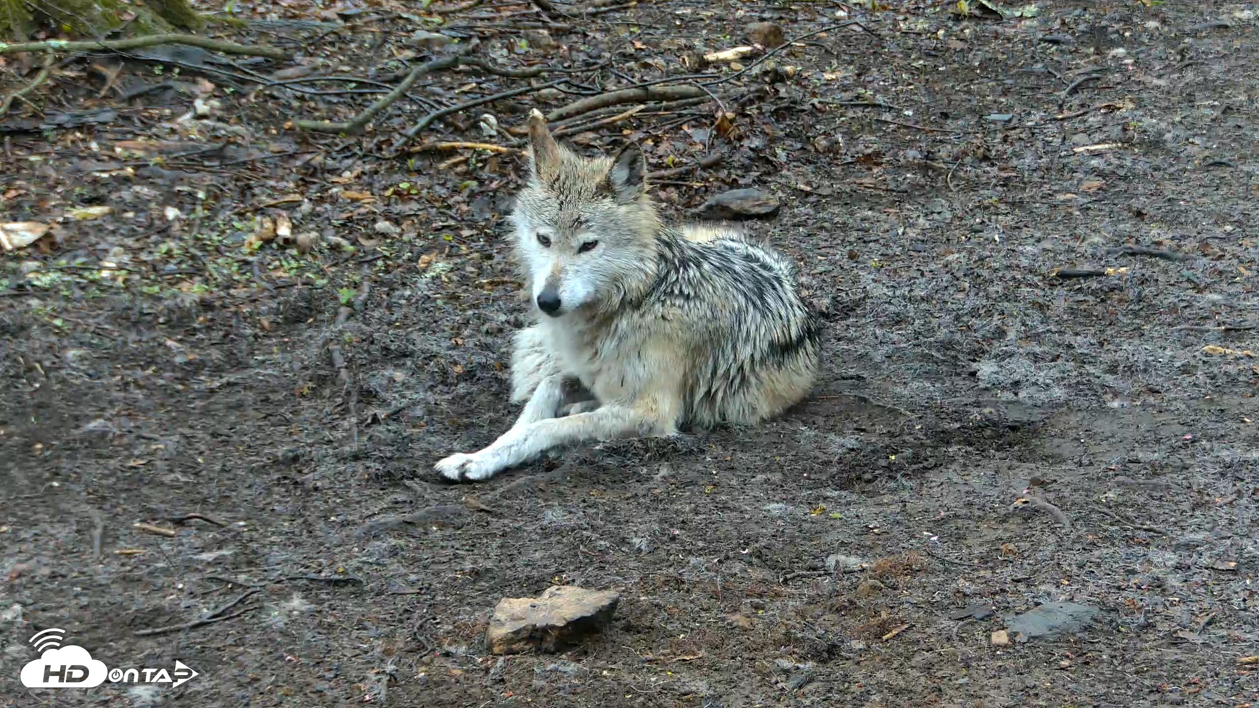 Snapshot of Red Wolves Live Webcam at the Wolf Conservation Center taken Apr 19, 2026, 11:20am EDT