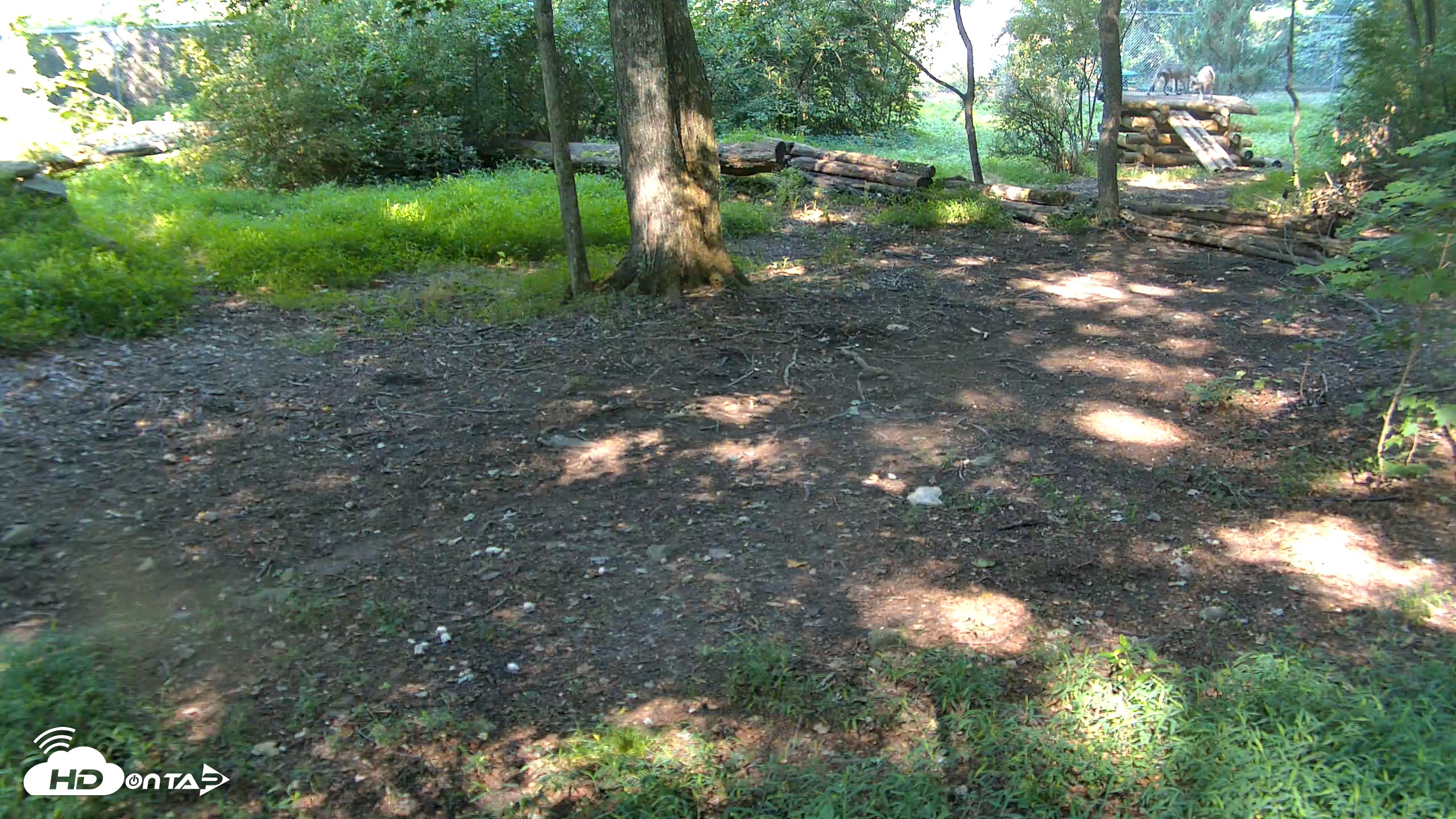 Snapshot of Red Wolves Live Webcam at the Wolf Conservation Center taken Aug 14, 2026, 10:12am EDT