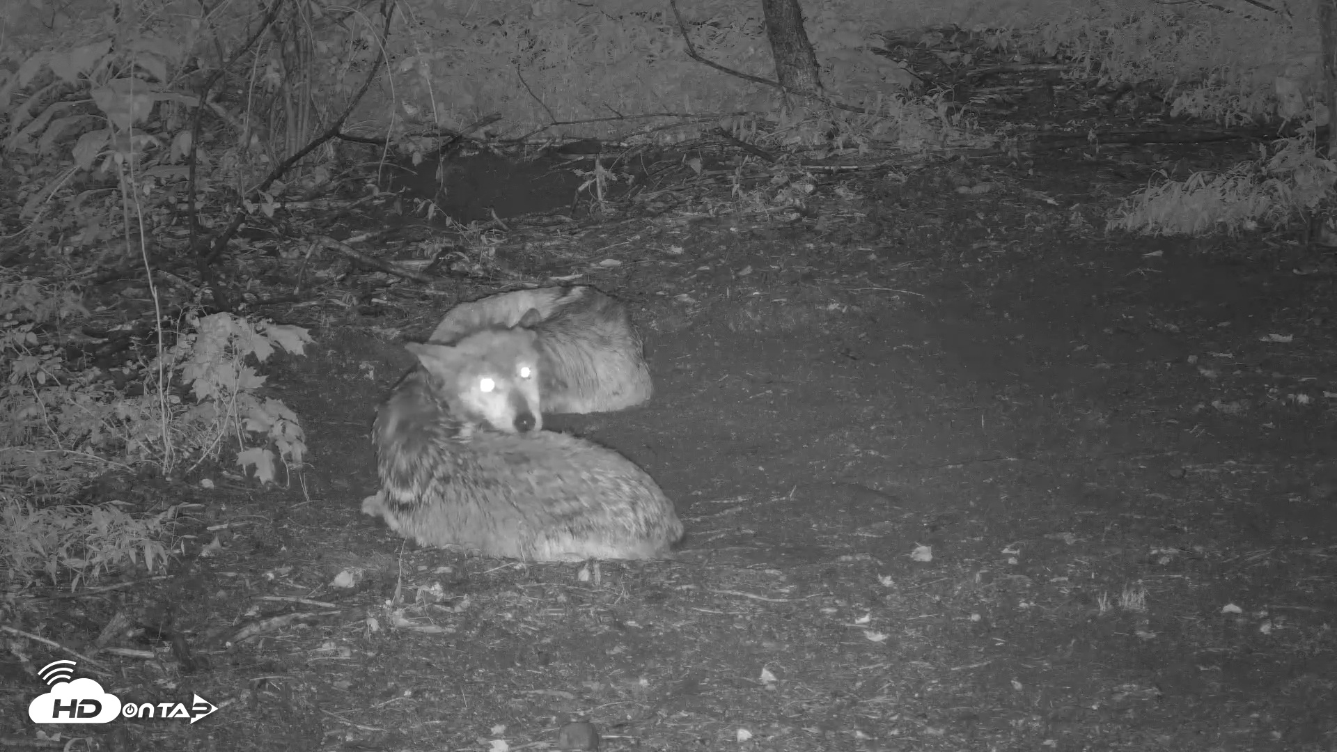 Snapshot of Red Wolves Live Webcam at the Wolf Conservation Center taken Jul 14, 2025, 7:45pm EDT
