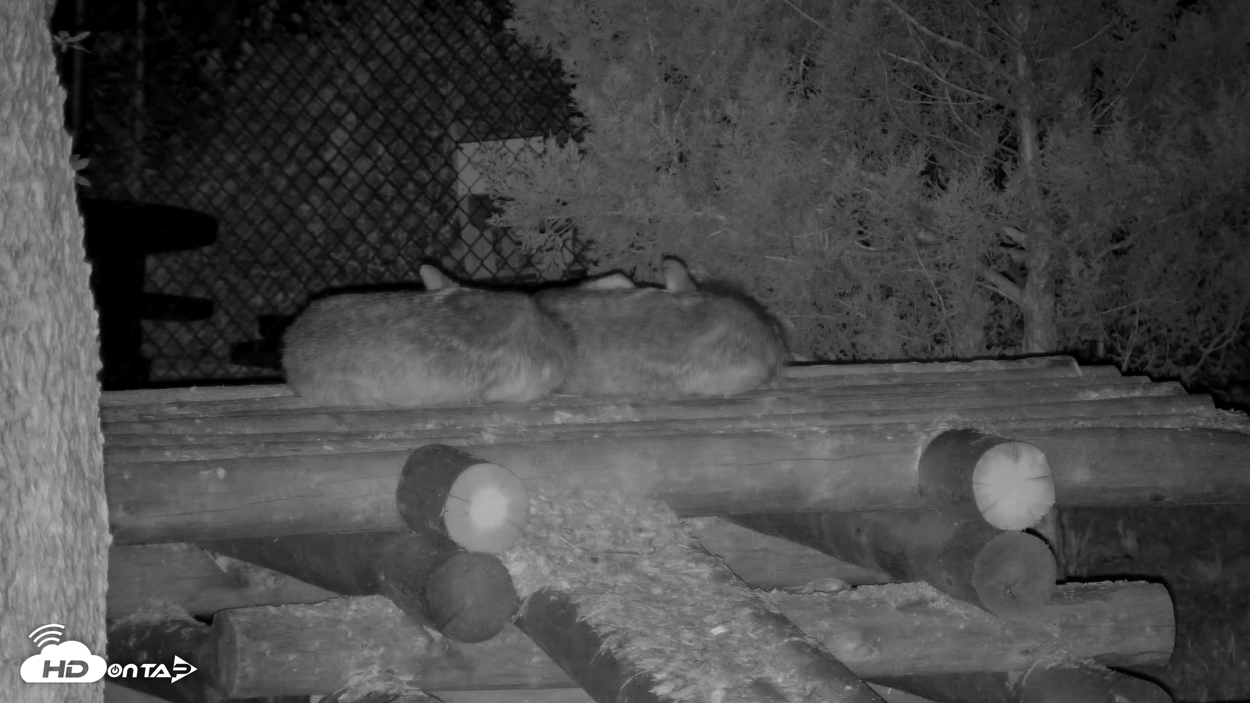 Snapshot of Red Wolves Live Webcam at the Wolf Conservation Center taken Jul 27, 2026, 4:05am EDT