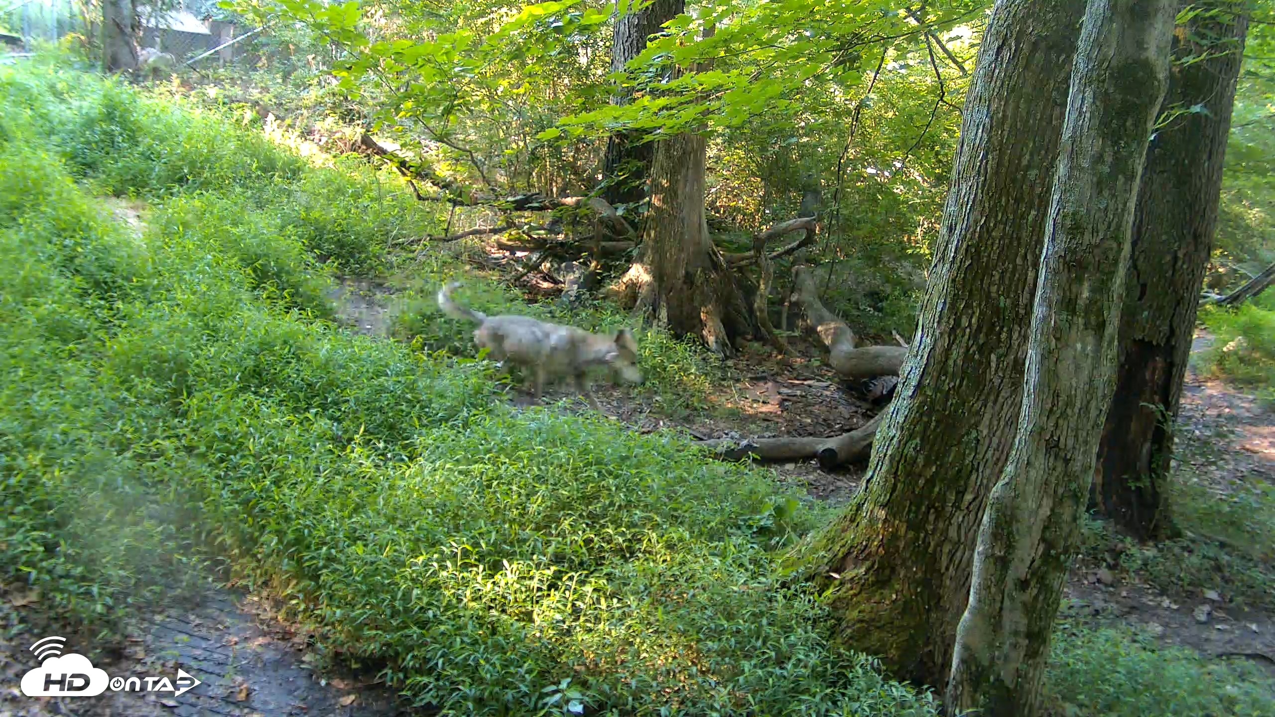 Snapshot of Red Wolves Live Webcam at the Wolf Conservation Center taken Aug 7, 2026, 9:18am EDT