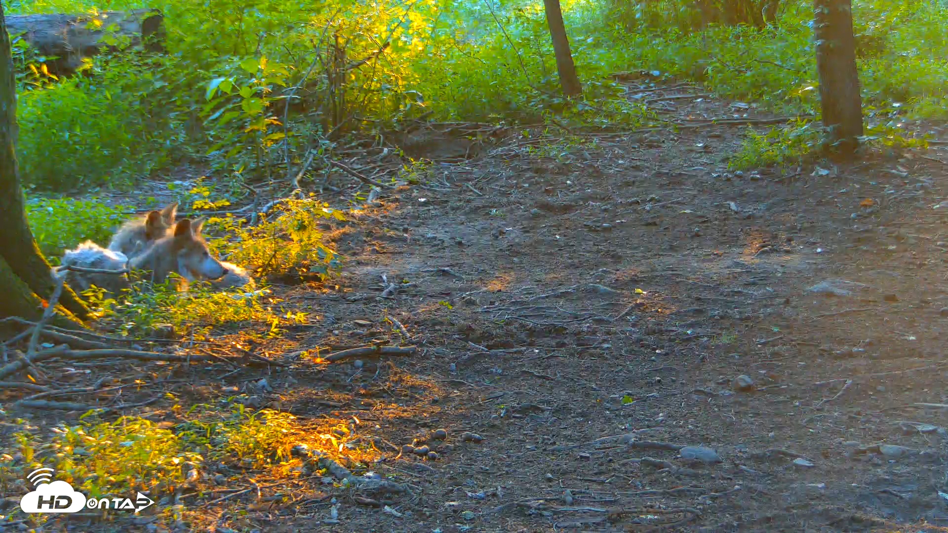 Snapshot of Red Wolves Live Webcam at the Wolf Conservation Center taken Jul 15, 2025, 7:55pm EDT