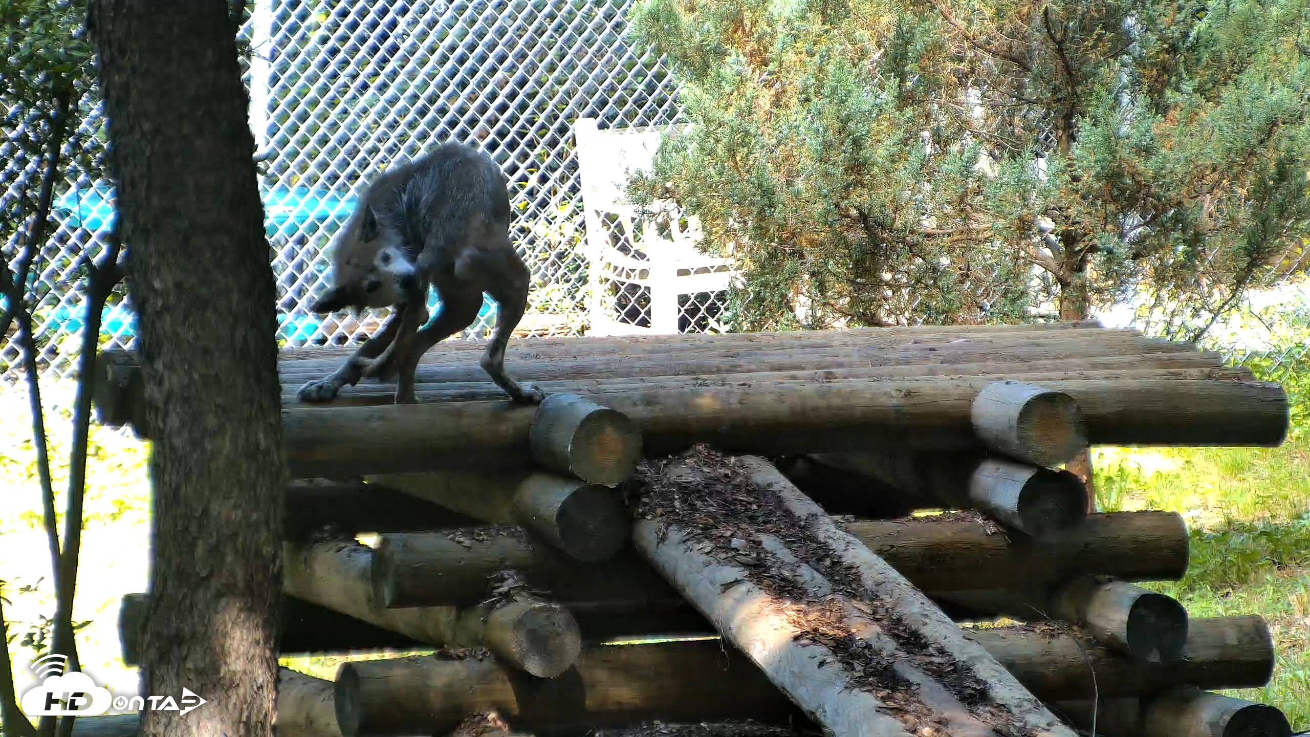 Snapshot of Red Wolves Live Webcam at the Wolf Conservation Center taken Aug 5, 2026, 11:03am EDT