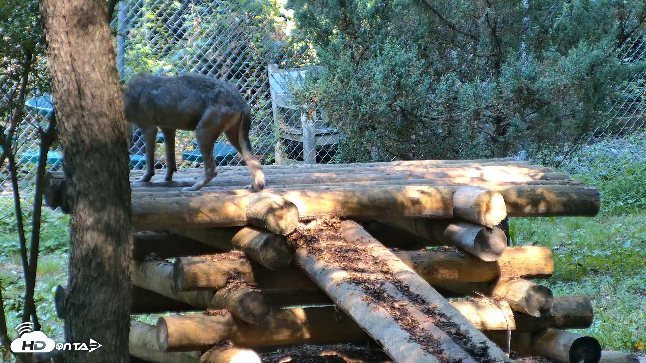 Snapshot of Red Wolves Live Webcam at the Wolf Conservation Center taken Aug 7, 2026, 10:14am EDT