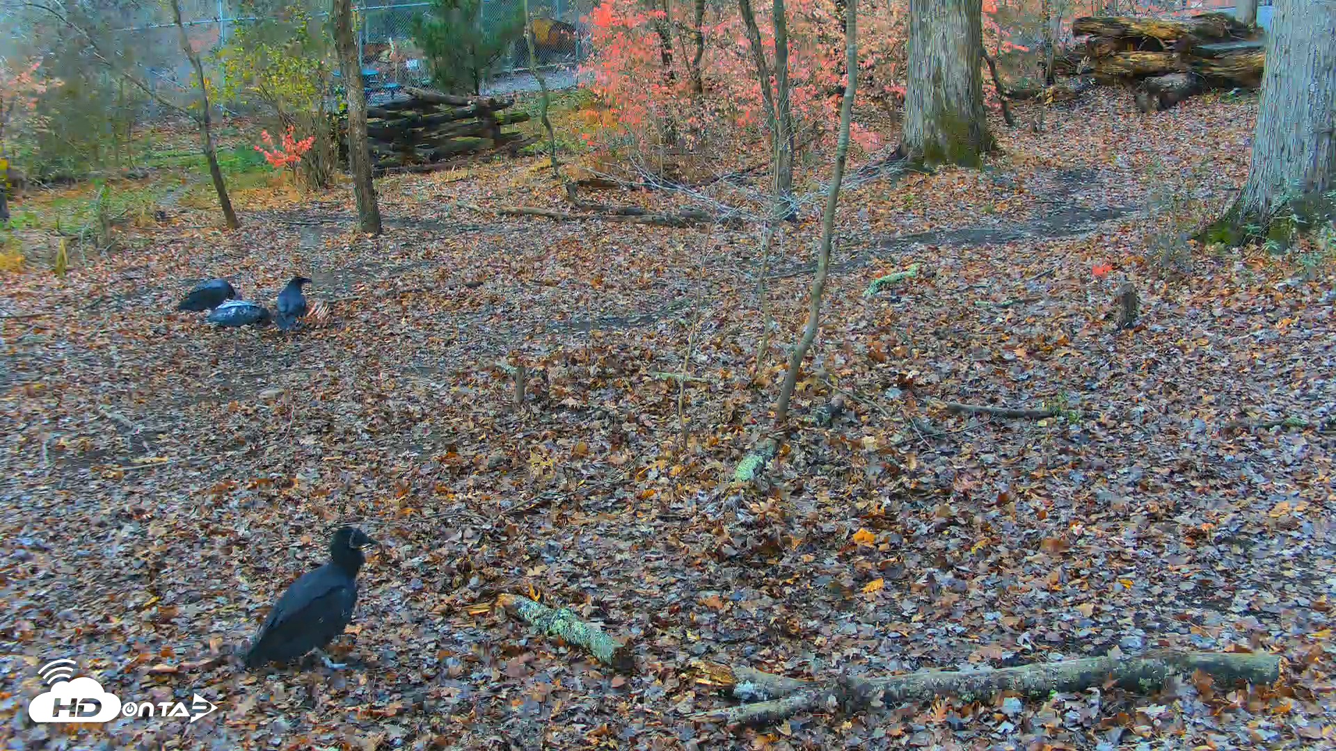 Snapshot of Red Wolves Live Webcam at the Wolf Conservation Center taken Nov 16, 2025, 8:35am EST