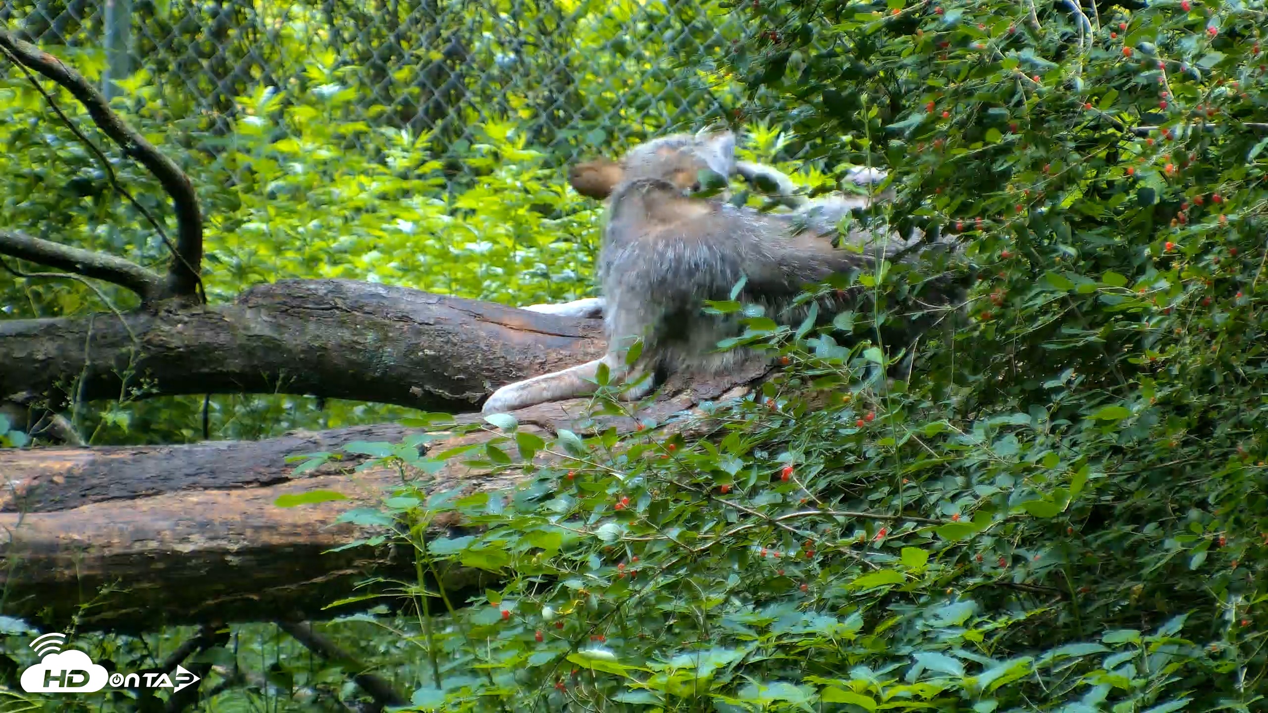 Snapshot of Red Wolves Live Webcam at the Wolf Conservation Center taken Jun 18, 2026, 8:50am EDT