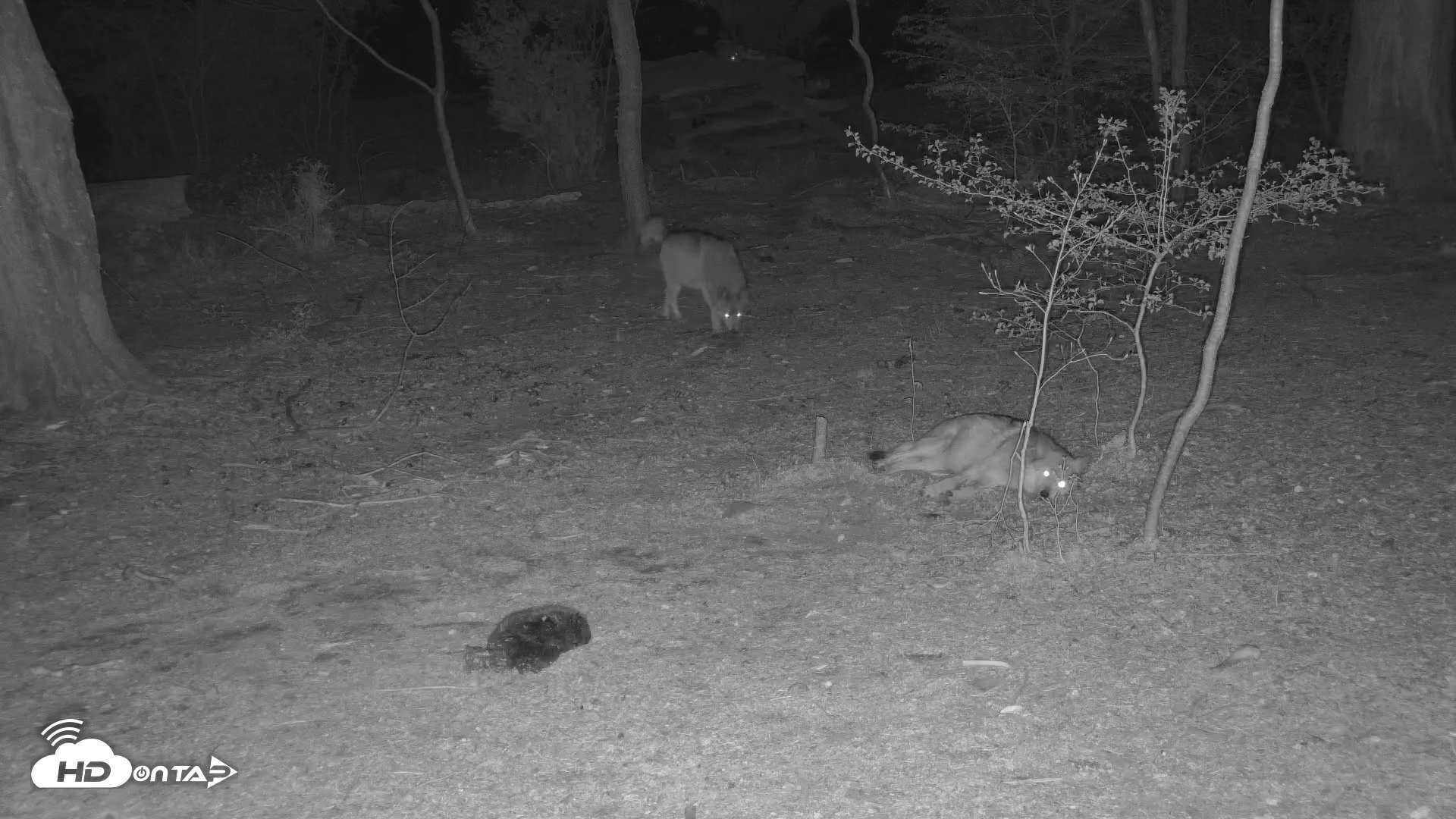 Snapshot of Wolf Center - Exhibit Red Wolves taken Apr 26, 2025, 12:05am EDT