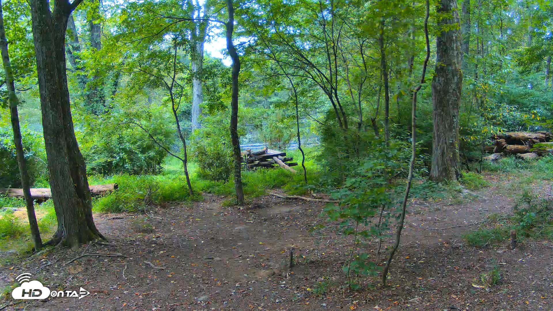 Snapshot of Wolf Center - Exhibit Red Wolves taken Aug 16, 2025, 2:01pm EDT