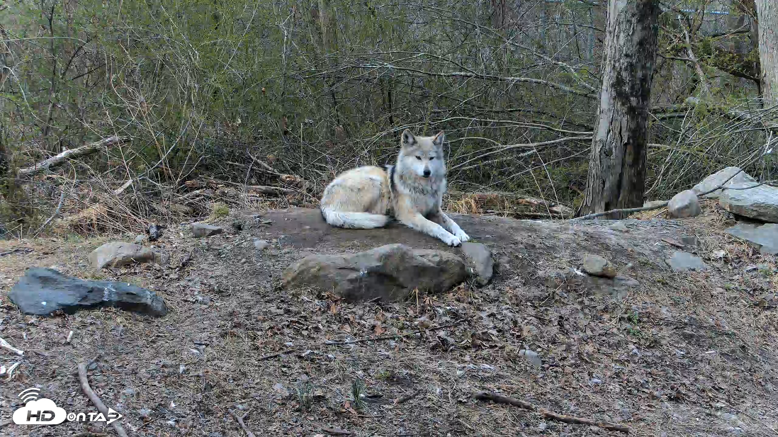 Snapshot of Red Wolves Live Webcam at the Wolf Conservation Center taken Apr 7, 2026, 8:42am EDT