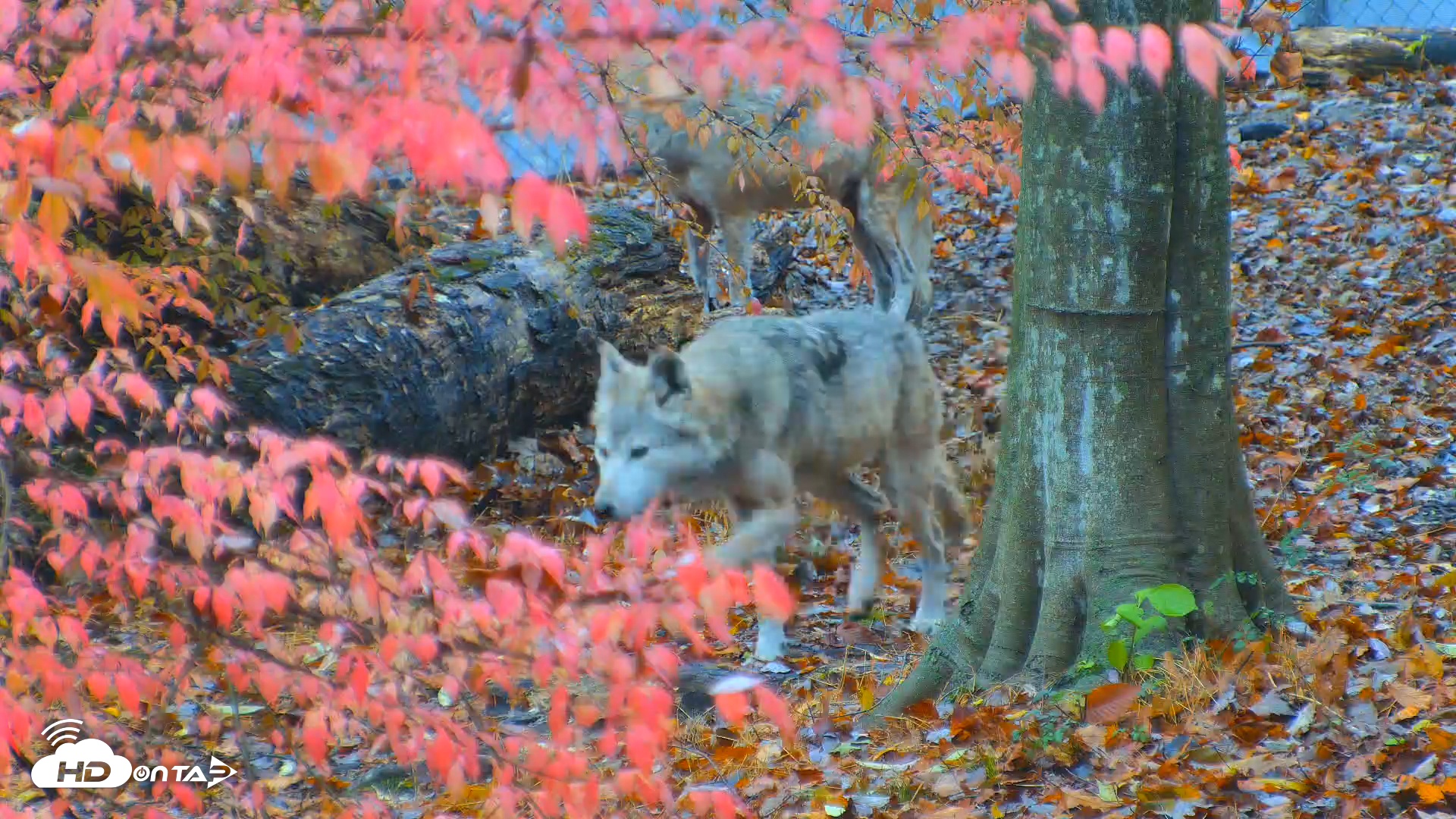 Snapshot of Red Wolves Live Webcam at the Wolf Conservation Center taken Nov 10, 2025, 9:22am EST