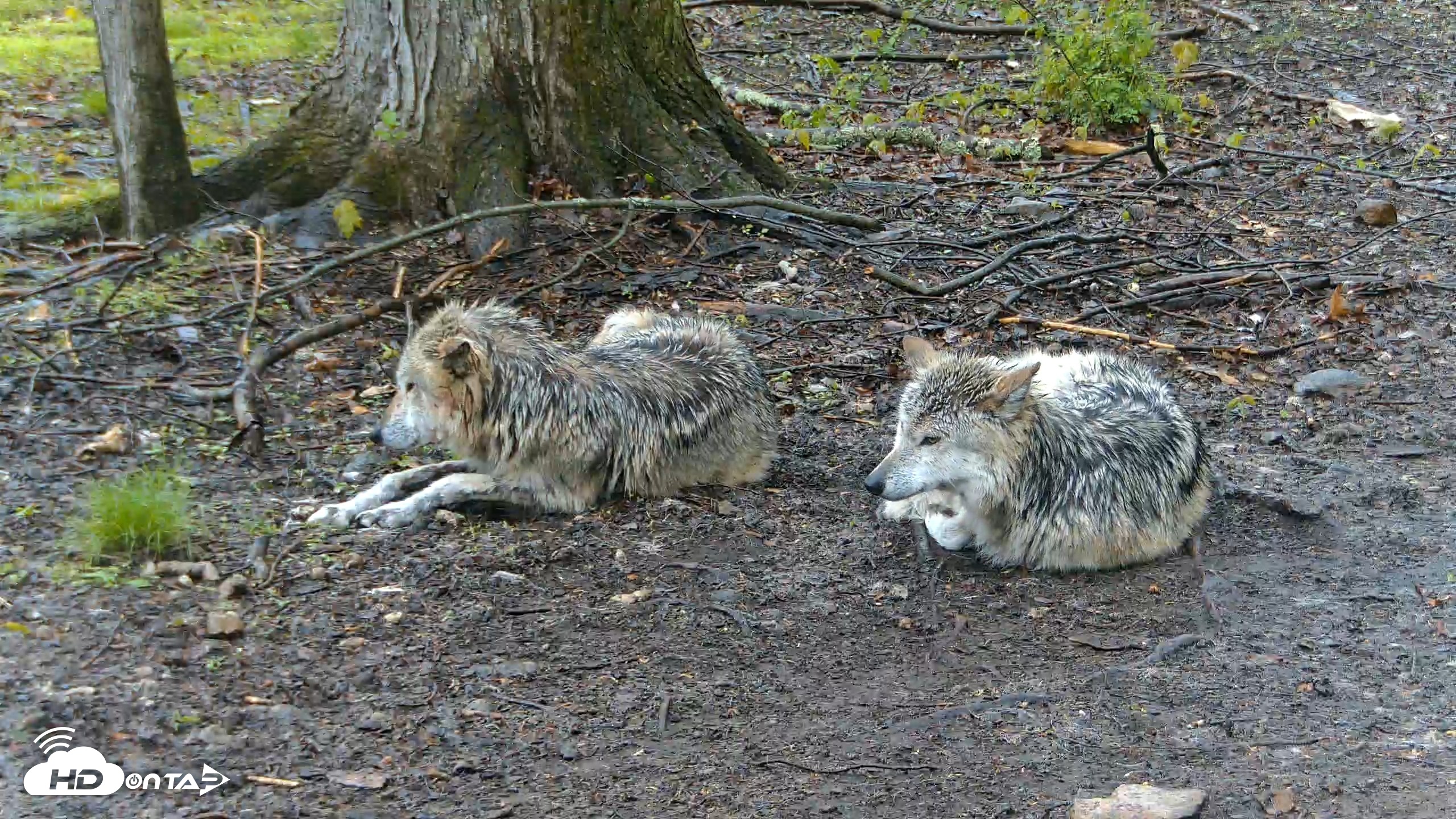 Snapshot of Red Wolves Live Webcam at the Wolf Conservation Center taken Apr 25, 2026, 3:01pm EDT