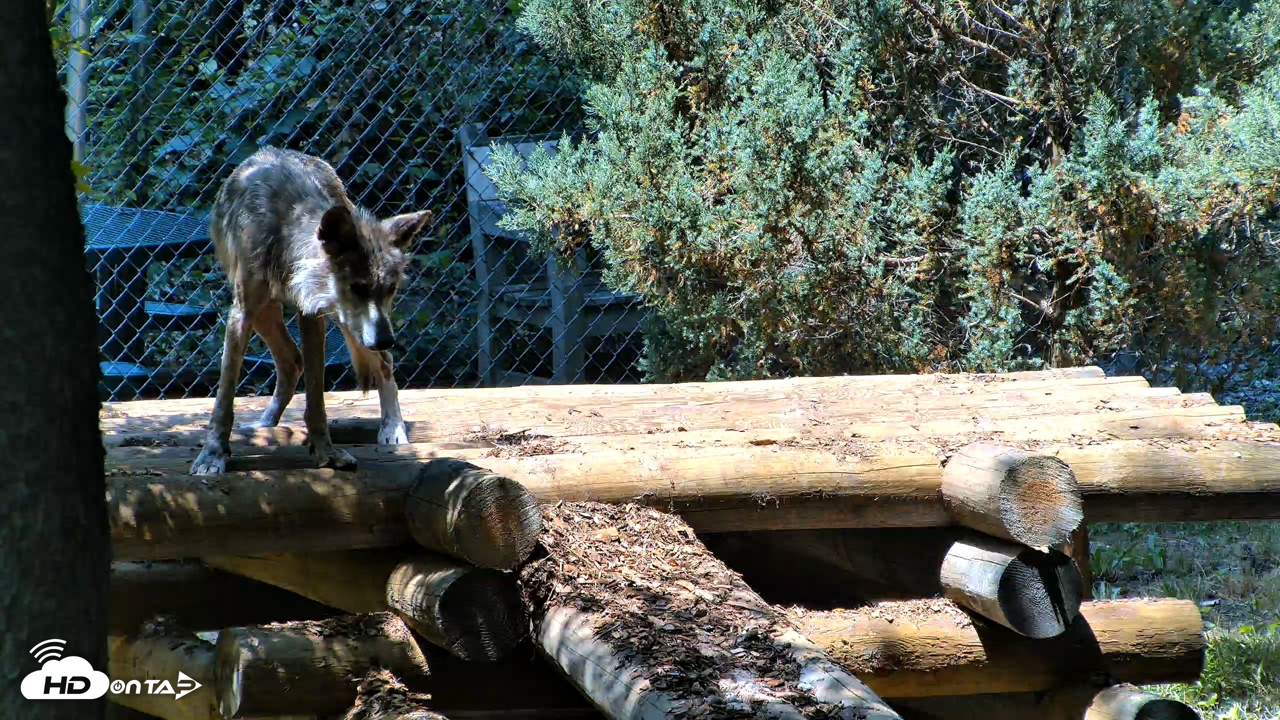 Snapshot of Red Wolves Live Webcam at the Wolf Conservation Center taken Jul 27, 2026, 12:45pm EDT